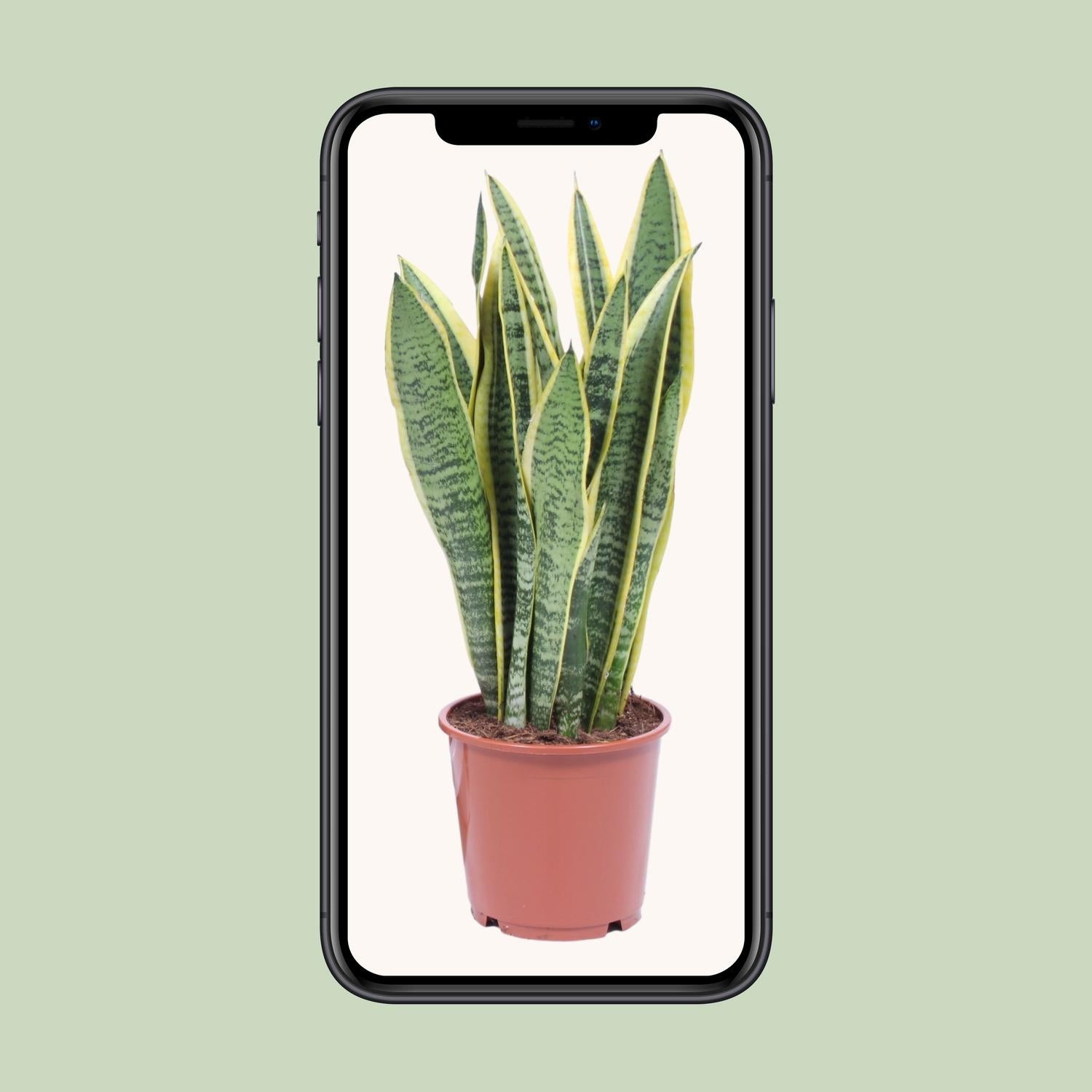 Sansevieria Trifasciata Laurentii - Ø14cm - ↕40cm in een bruine plantenpot, groene kamerplant met lange, gele bladeren.