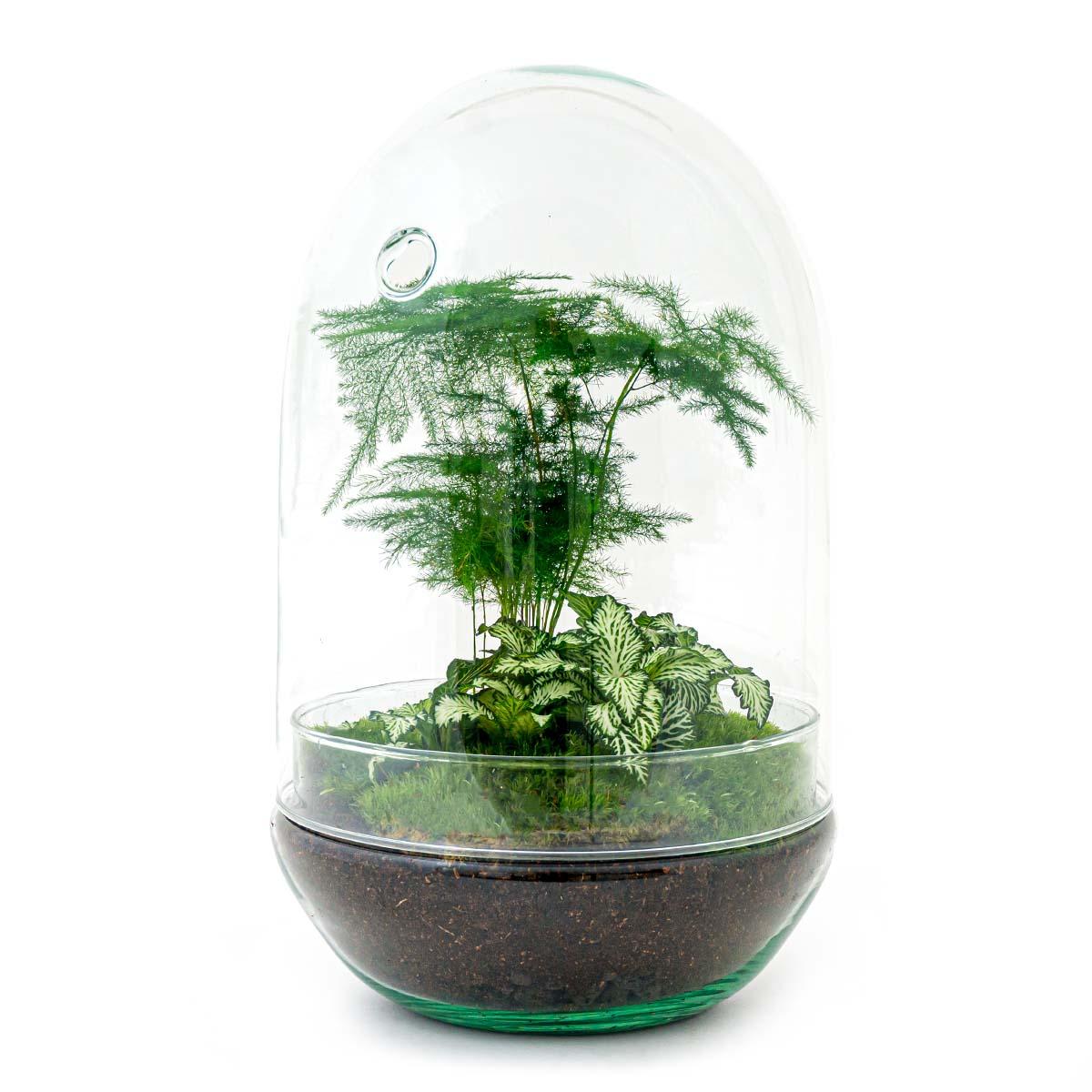 DIY terrarium - Egg XL - ↕ 30 cm with lush green plants and moss in a glass dome, diameter 17 cm, displayed on a white background.