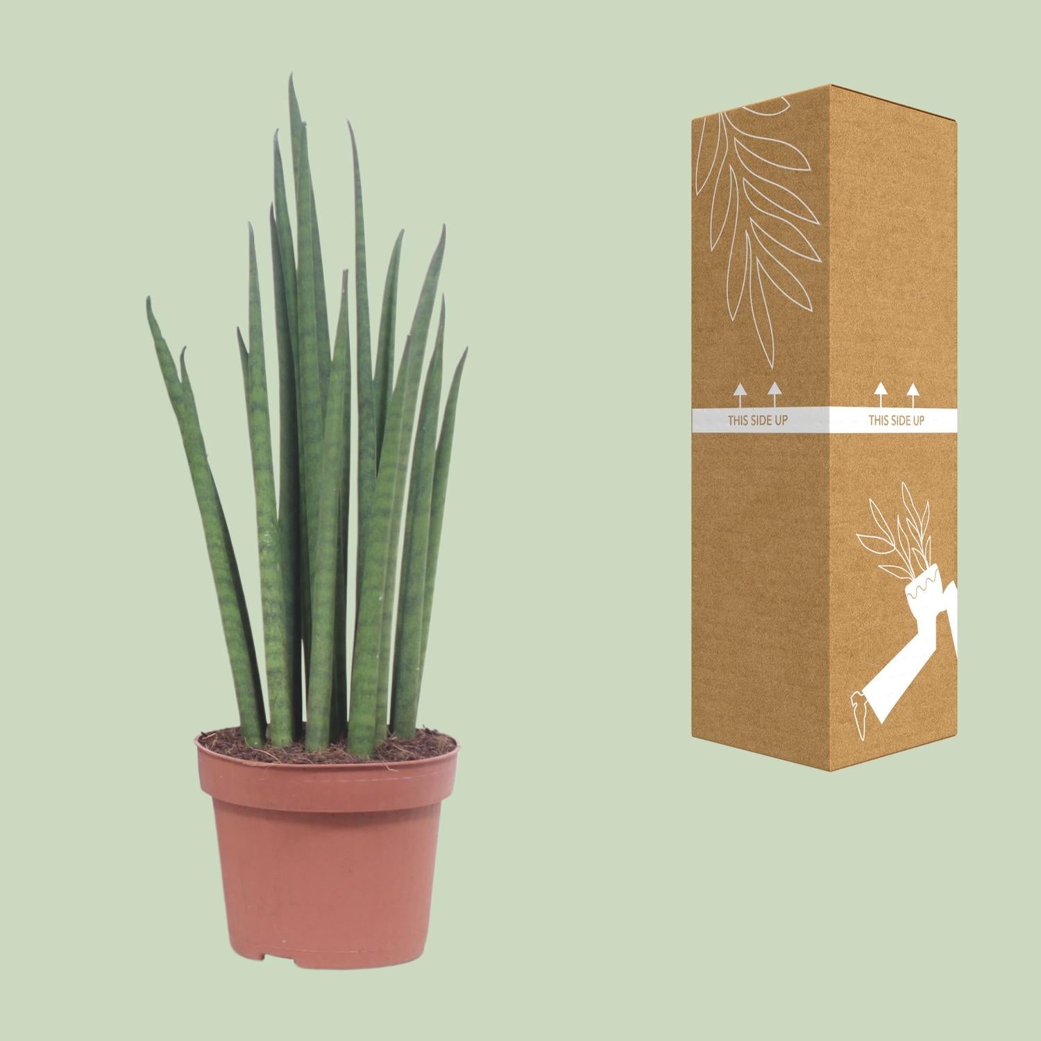 Sansevieria Mikado - Ø12cm - ↕40cm in a brown pot, tall green leaves, next to its cardboard packaging.