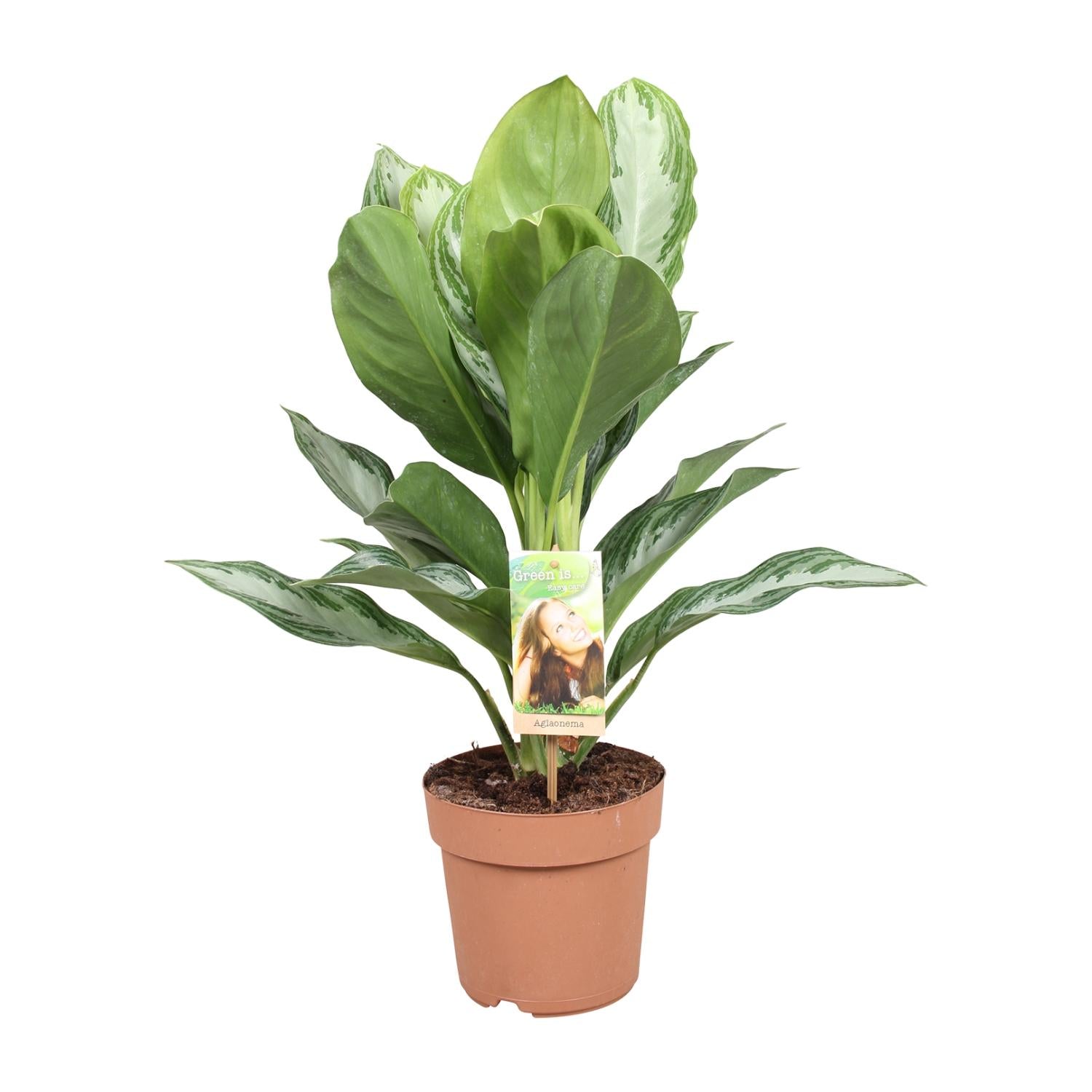 Aglaonema