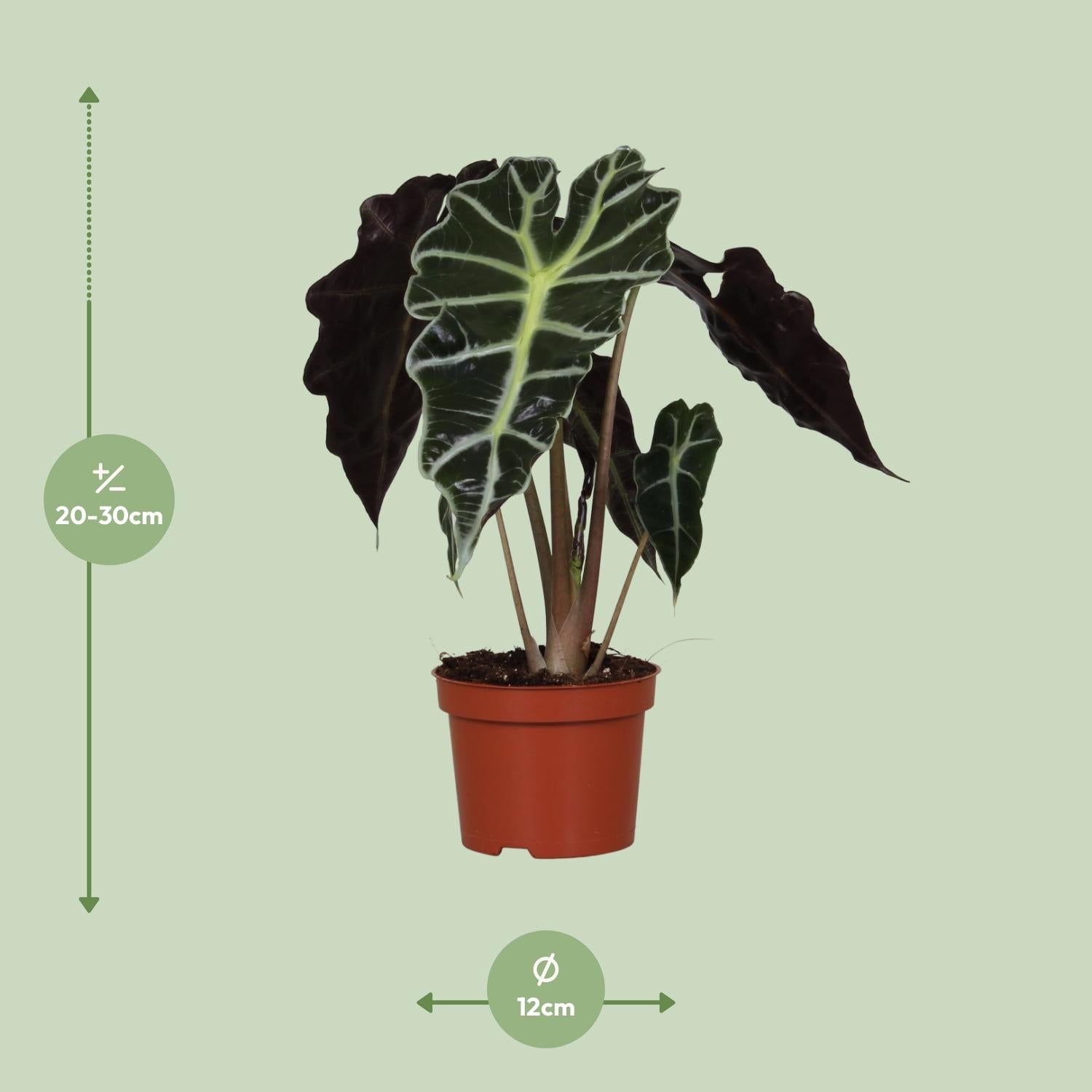 Alocasia Amazonica Polly - Ø12cm - ↕30cm, groene kamerplant in een bruine plantenpot, met uitgestrekte elegante bladeren