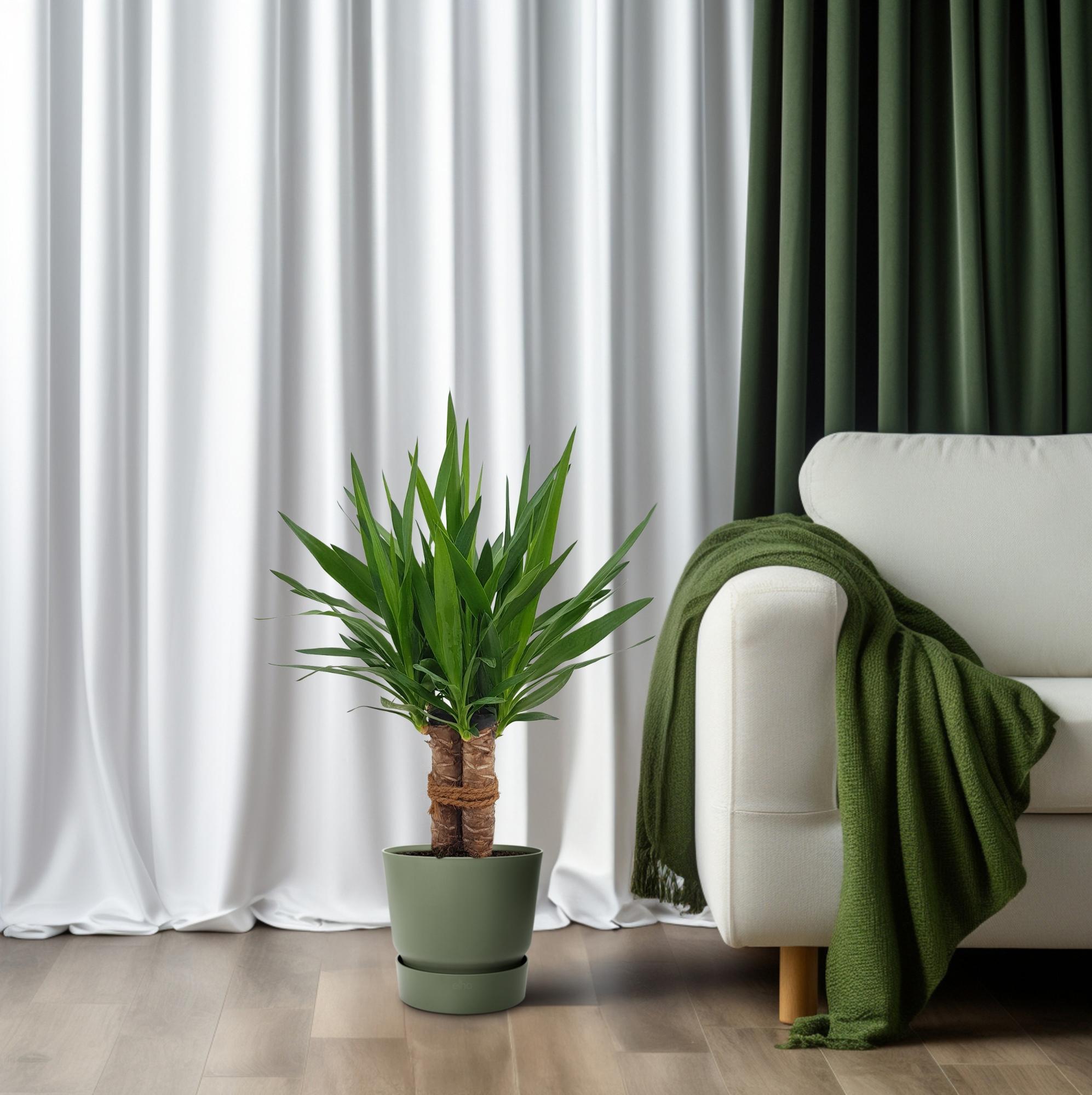 Yucca "Tres Cañas" 30 Stam P19 - Ø19cm - ↕70cm in green pot, beside white couch and drapes, indoor plant setup.