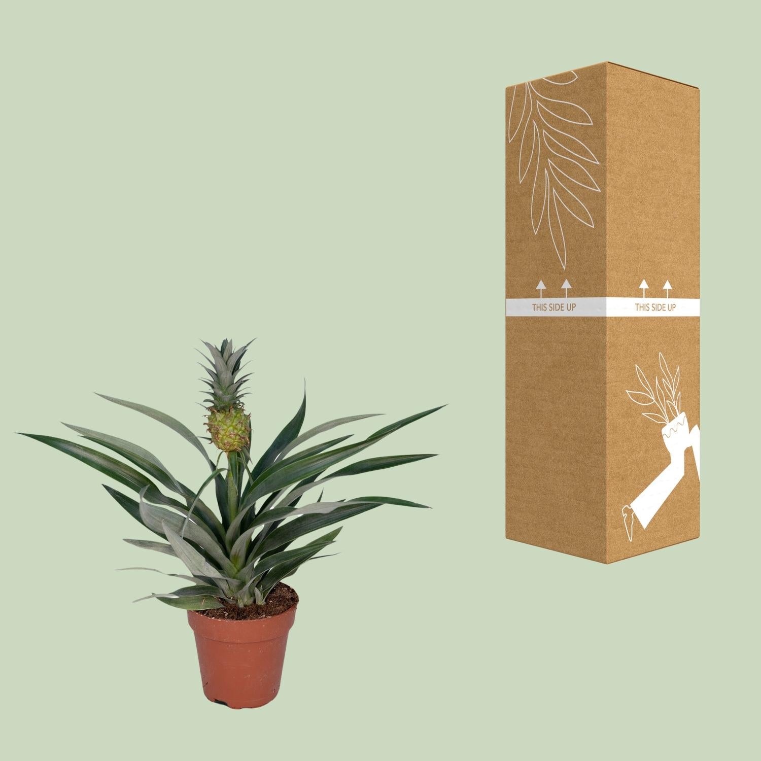 Bromelia Pineapple - Ø12cm - ↕30cm in a terracotta pot, next to a brown cardboard box, green background, indoor plant.