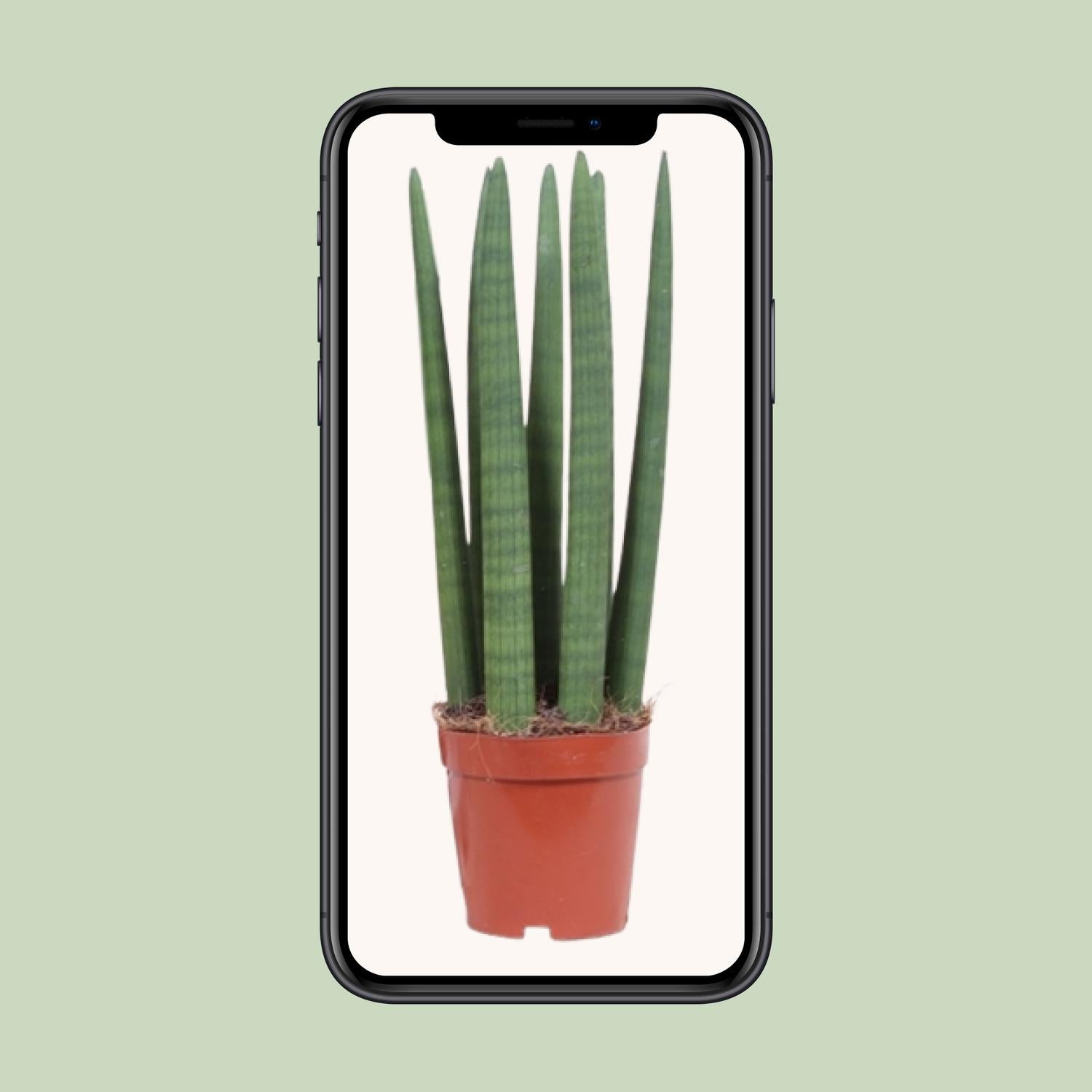Sansevieria Straight - Ø12cm - ↕40cm in a brown pots on a light background, showcasing upright green leaves.