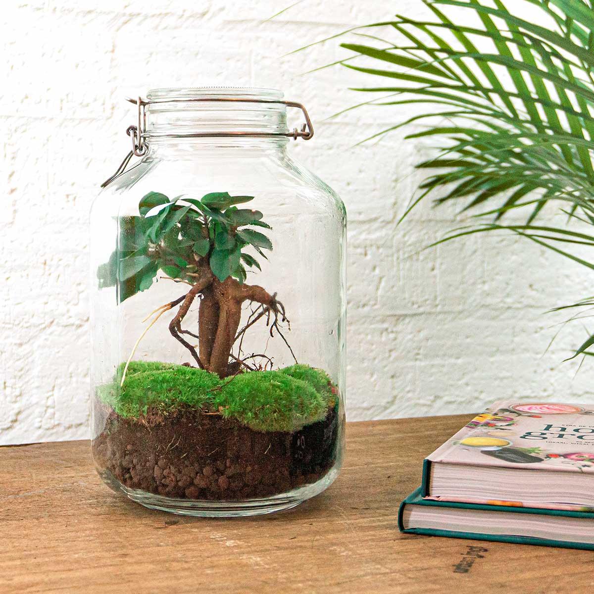 DIY terrarium - Ficus Ginseng bonsai - ↕ 28 cm - Normal in glass pot with moss, soil, and green leaves on wooden table.