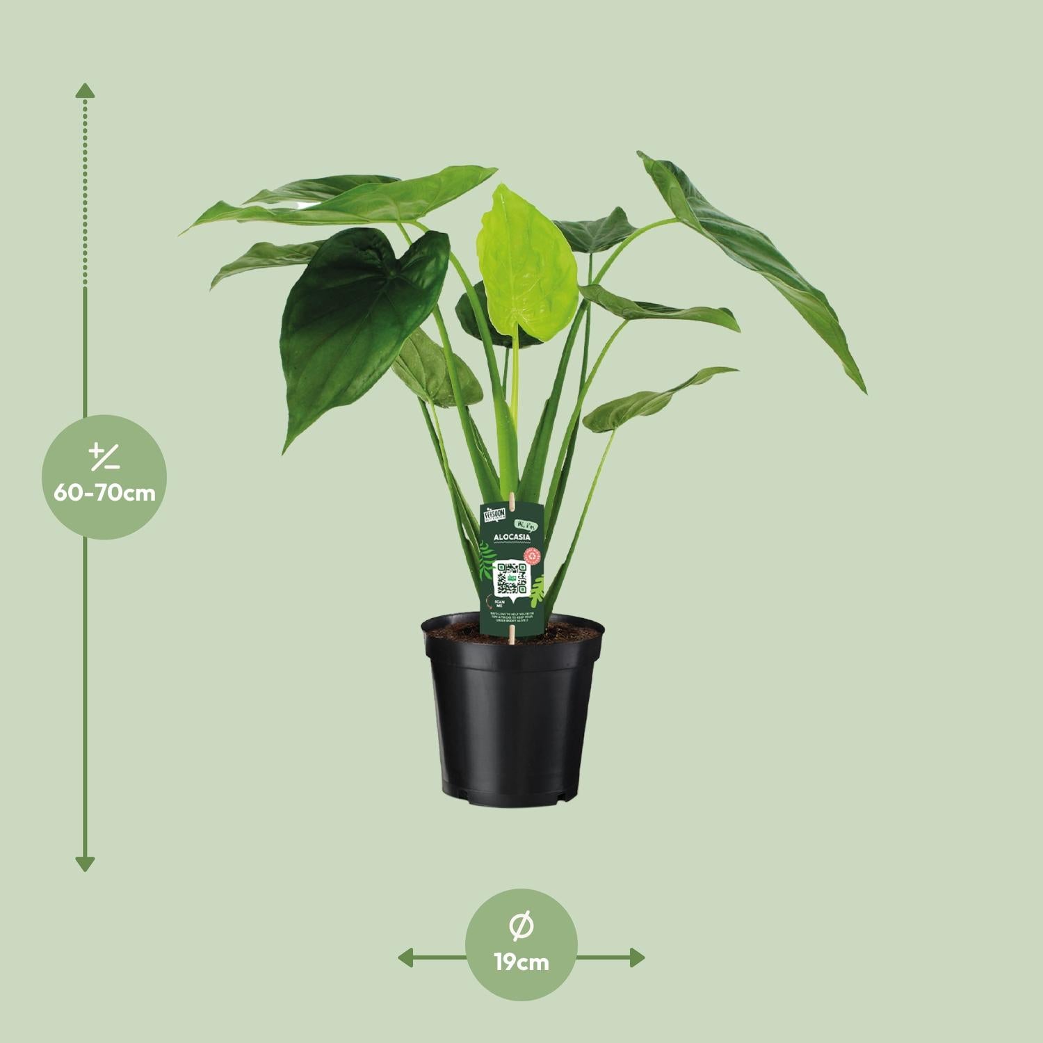 Alocasia Cucullata - Elephant ear - Ø19cm - ↕55cm in a black plantenpot, groene plant met grote bladeren, kamerplant voor terrarium.