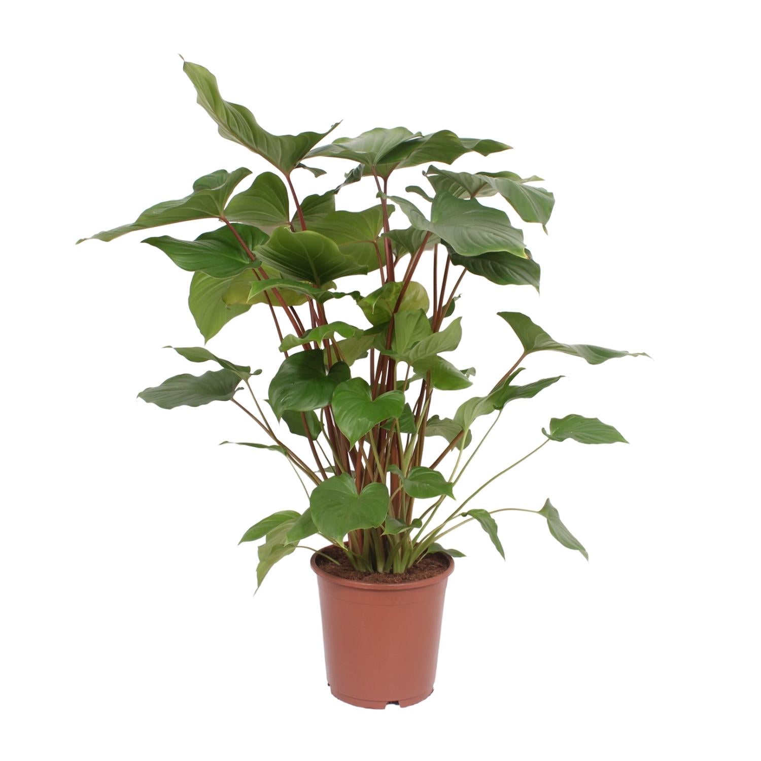 Homalomena Rubescens Maggy - Ø24cm - ↕90cm in terracotta pot, featuring heart-shaped green leaves with reddish tones.