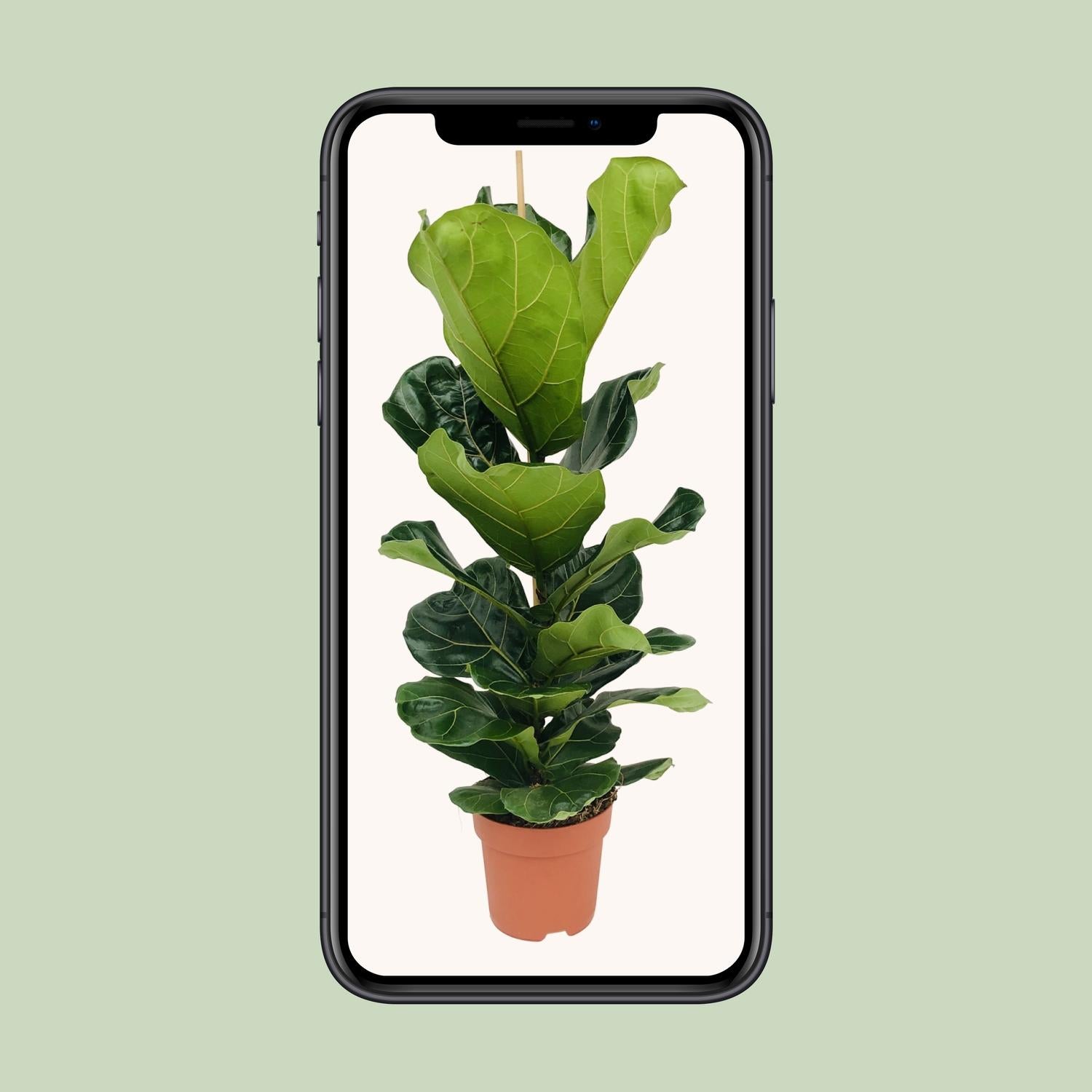 Ficus Lyrata - Ø21cm - ↕100cm in een terracotta plantenpot, groene bladeren, smartphone achtergrond.