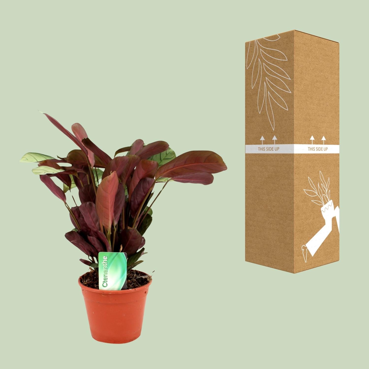 Ctenanthe Amagris - Ø14cm - ↕25cm in a terracotta pot against a light green background, next to its packaging.