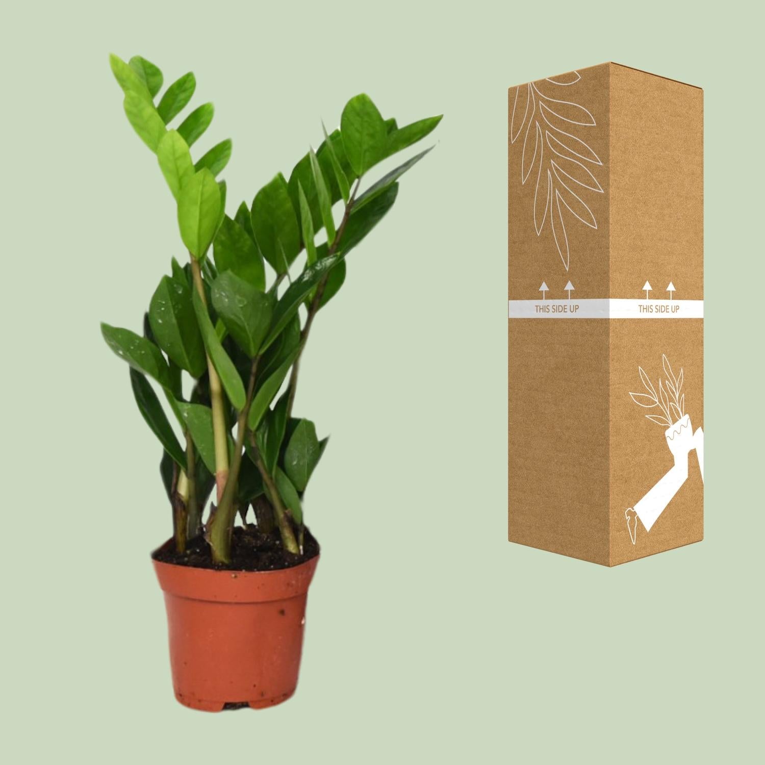 Zamioculcas Zamiifolia - Ø12cm - ↕40cm in a brown terracotta pot, displayed beside eco-friendly packaging.