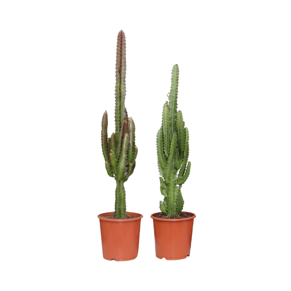 Euphorbia Green / Red - 2 pieces - Ø17cm - ↕75cm in brown pots, showcasing vibrant green and red leaves.