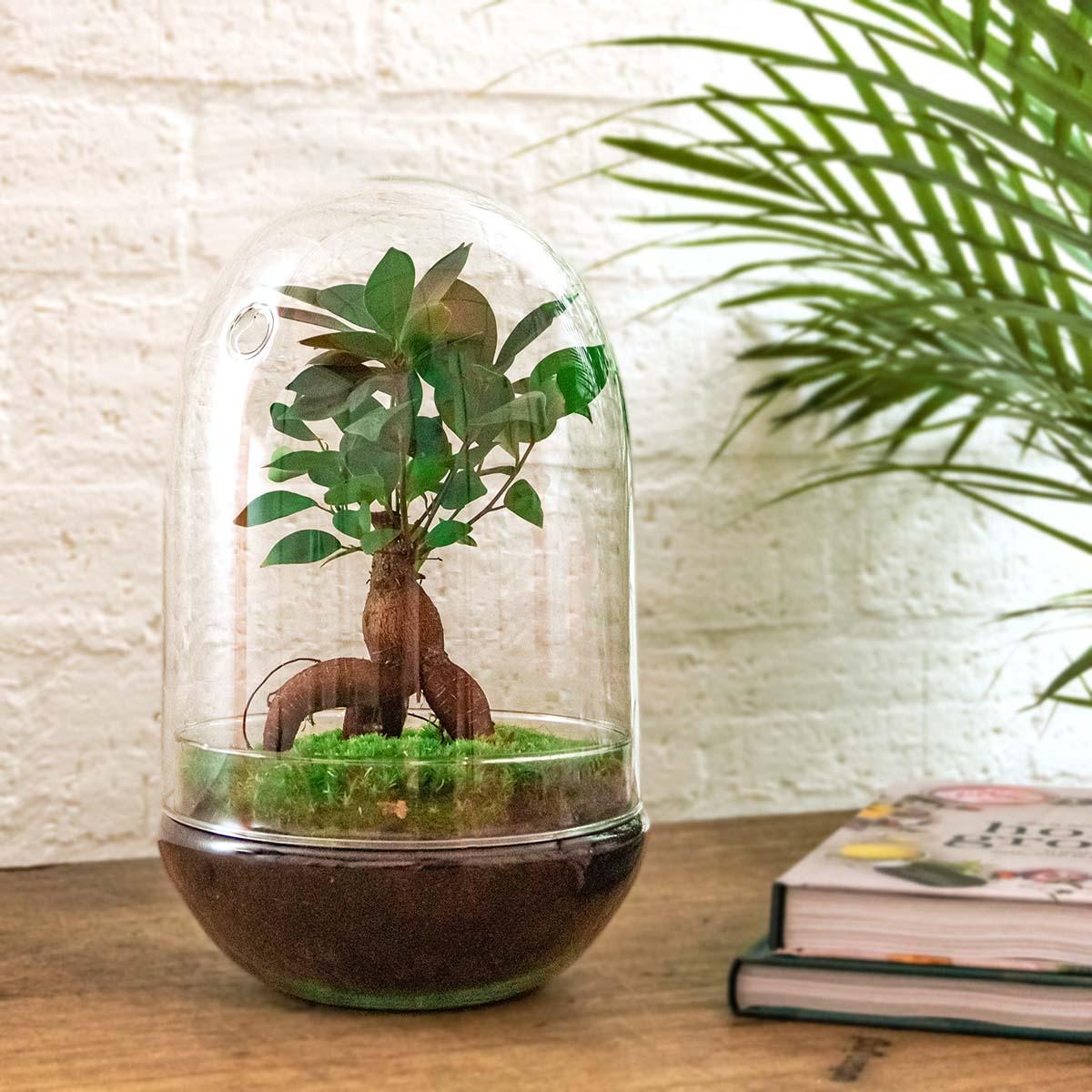DIY terrarium - Egg XL Bonsai - ↕ 30 cm with green plant inside glass dome, surrounded by books and a palm leaf.