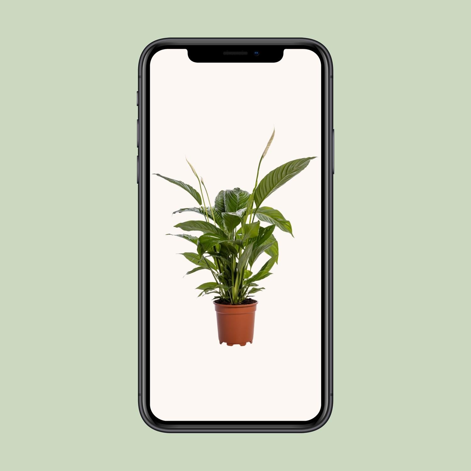 Spathiphyllum Bingo Cupido - Ø19cm - ↕80cm in een bruine plantenpot, groene bladeren, weergegeven op een smartphone.