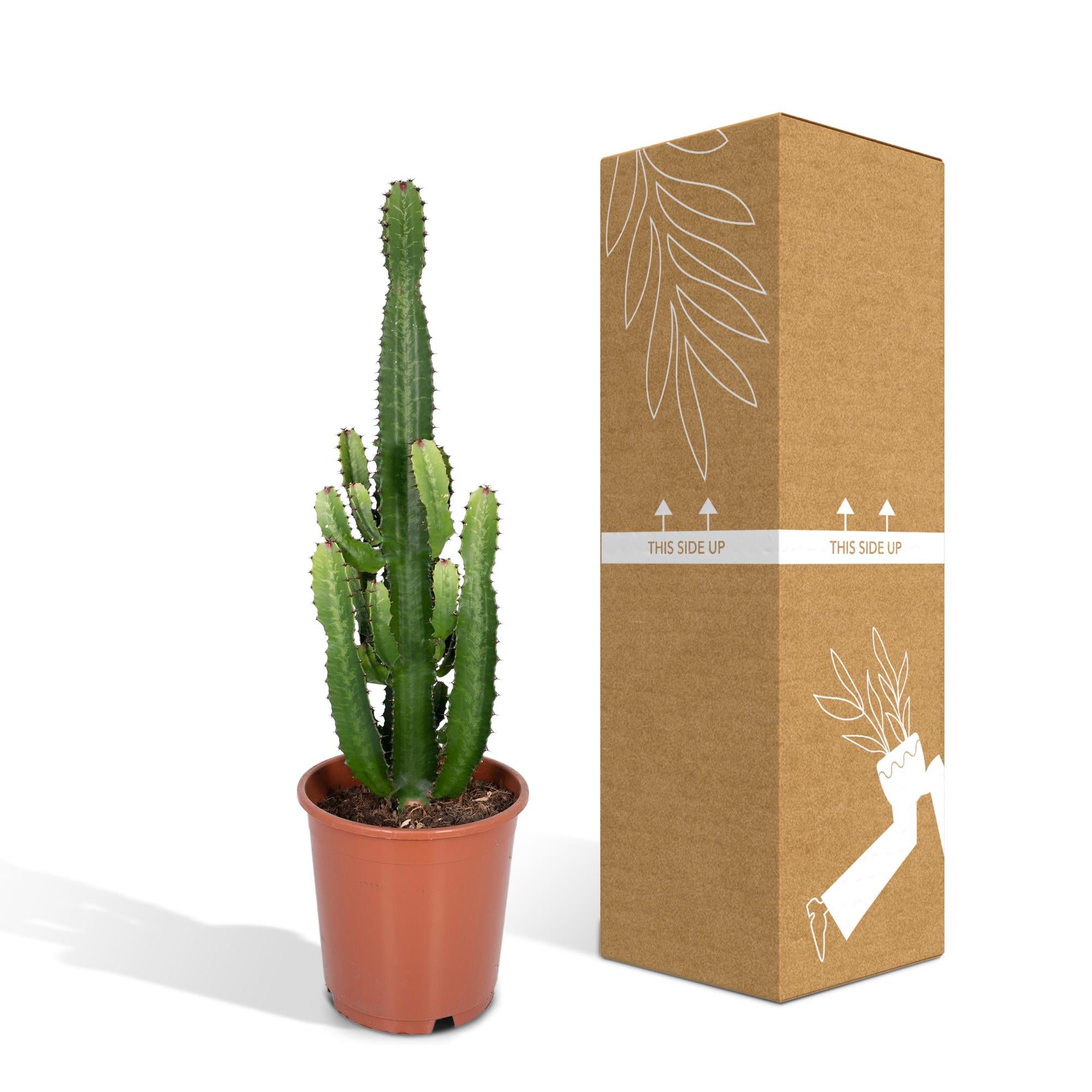 Euphorbia Acrurensis - Ø24cm - ↕60cm in a brown plastic pot next to its cardboard packaging.