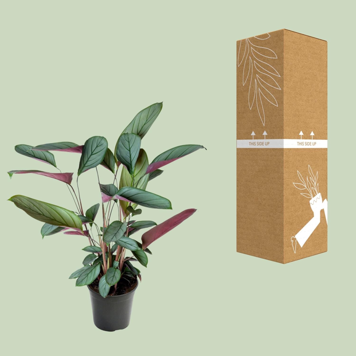 Ctenanthe Setosa - Ø17cm - ↕60cm, groene kamerplant in zwarte plantenpot, met verpakking op achtergrond.