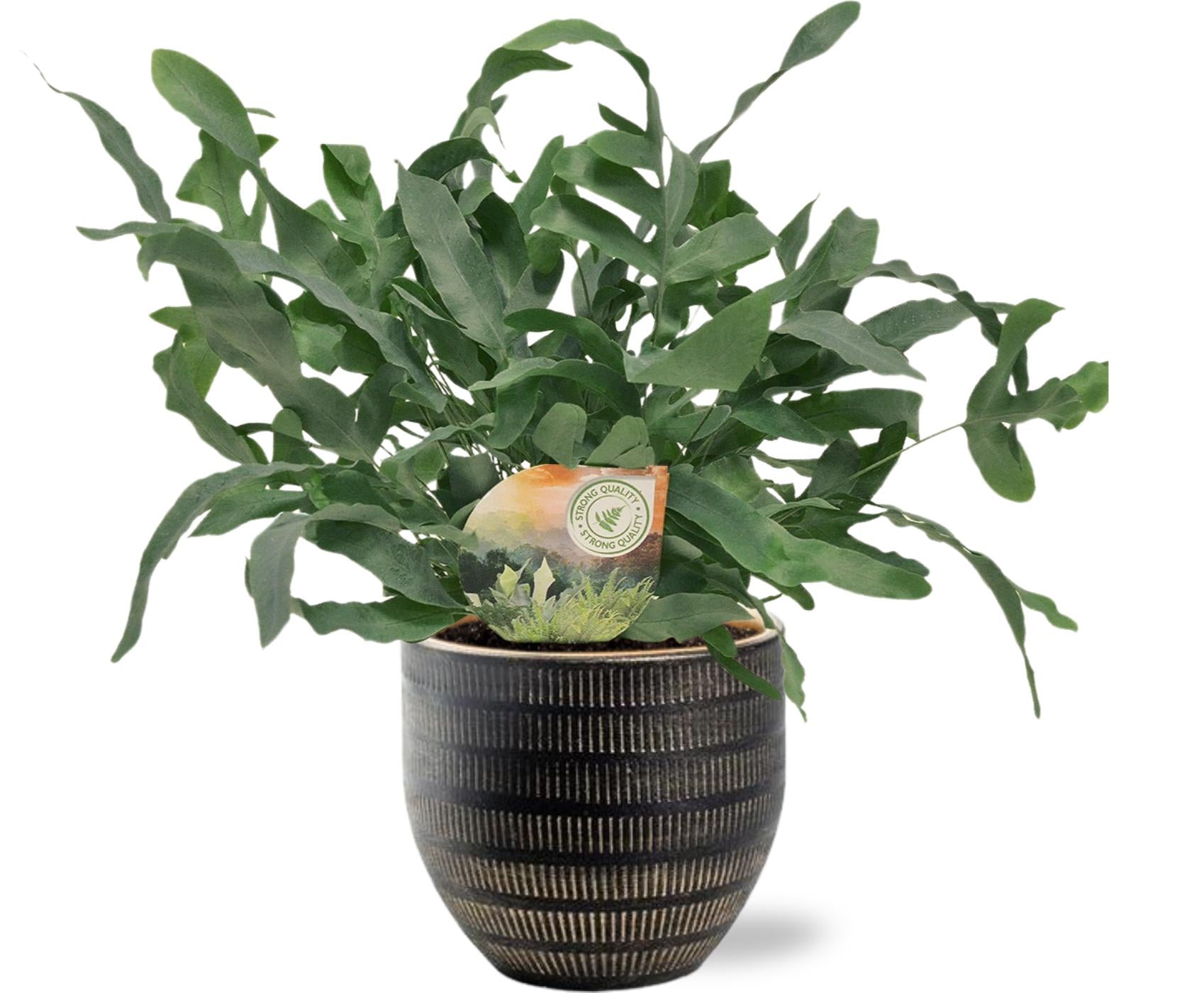 Phlebodium Blue Star - Ø12cm - ↕35cm + Beau Pot D14x13cm - Black in a decorative black pot with lush green leaves.