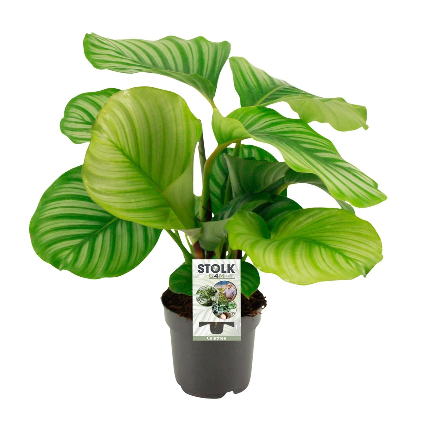 Calathea Orbifolia - Ø50cm - ↕14cm in zwarte pot, groene bladeren, indoor kamerplant, geschikt voor terrarium.