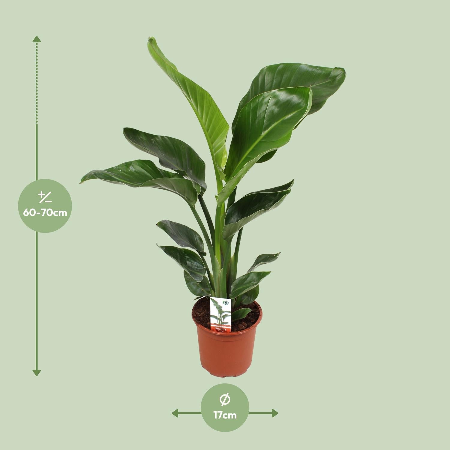 Strelitzia Nicolai 17 Cm - Ø17cm - ↕70cm in a terracotta plant pot, green leaves, indoors, dimensions visible.
