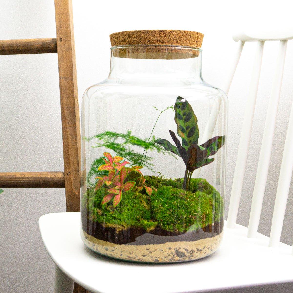 DIY terrarium - Milky - ↕ 30 cm - Normal met groene planten, mos, en een kurken deksel in glazen pot.