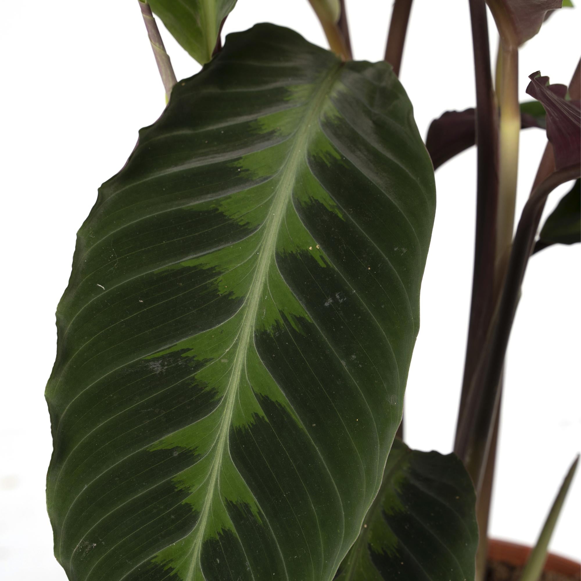 Calathea Warscewiczii - Peacock plant - Ø19cm - ↕70cm met grote, donkergroene bladeren en een paarse onderkant.