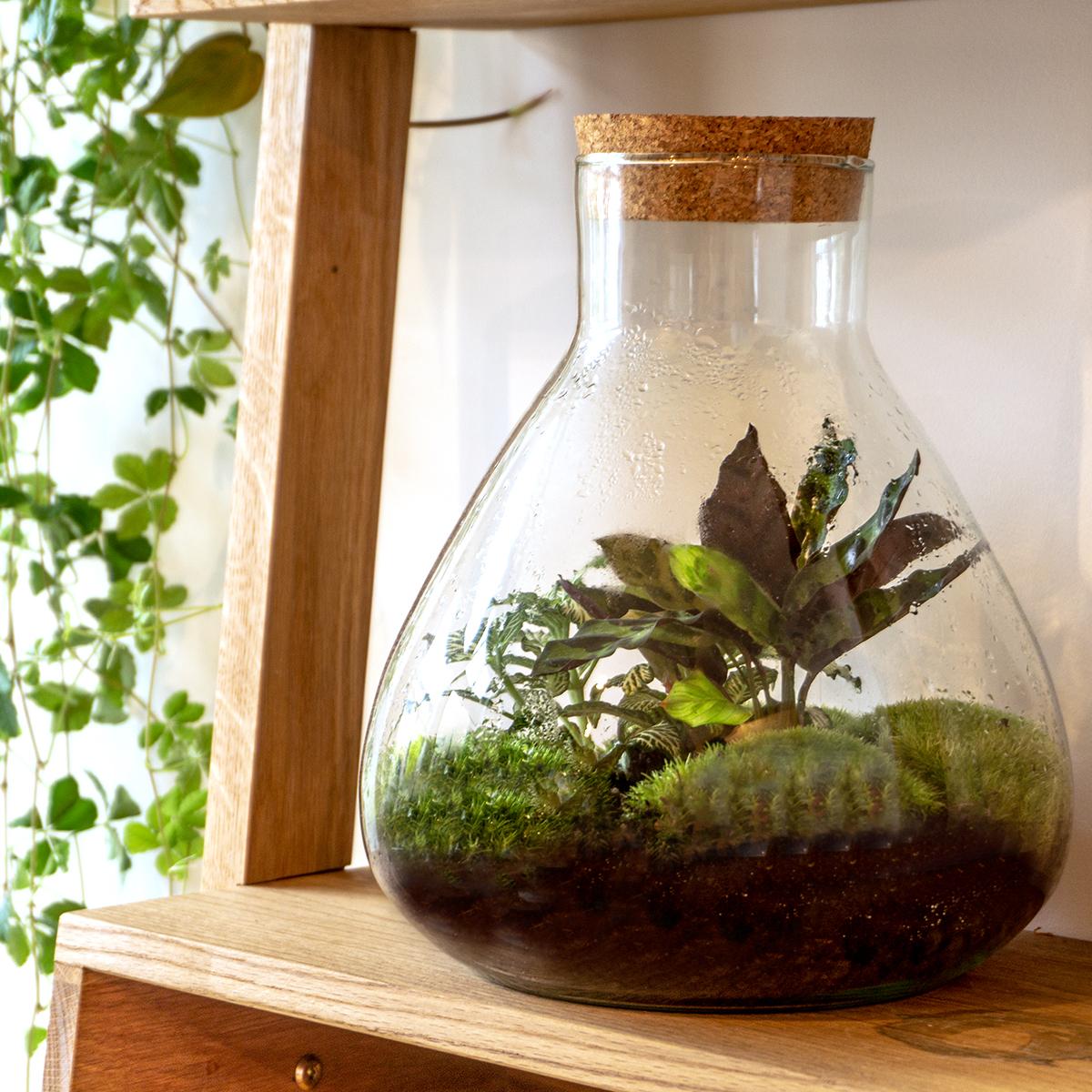 DIY terrarium – Sammie – ↕ 27 cm met groene planten in een glazen pot met kurken deksel, op een houten plank.