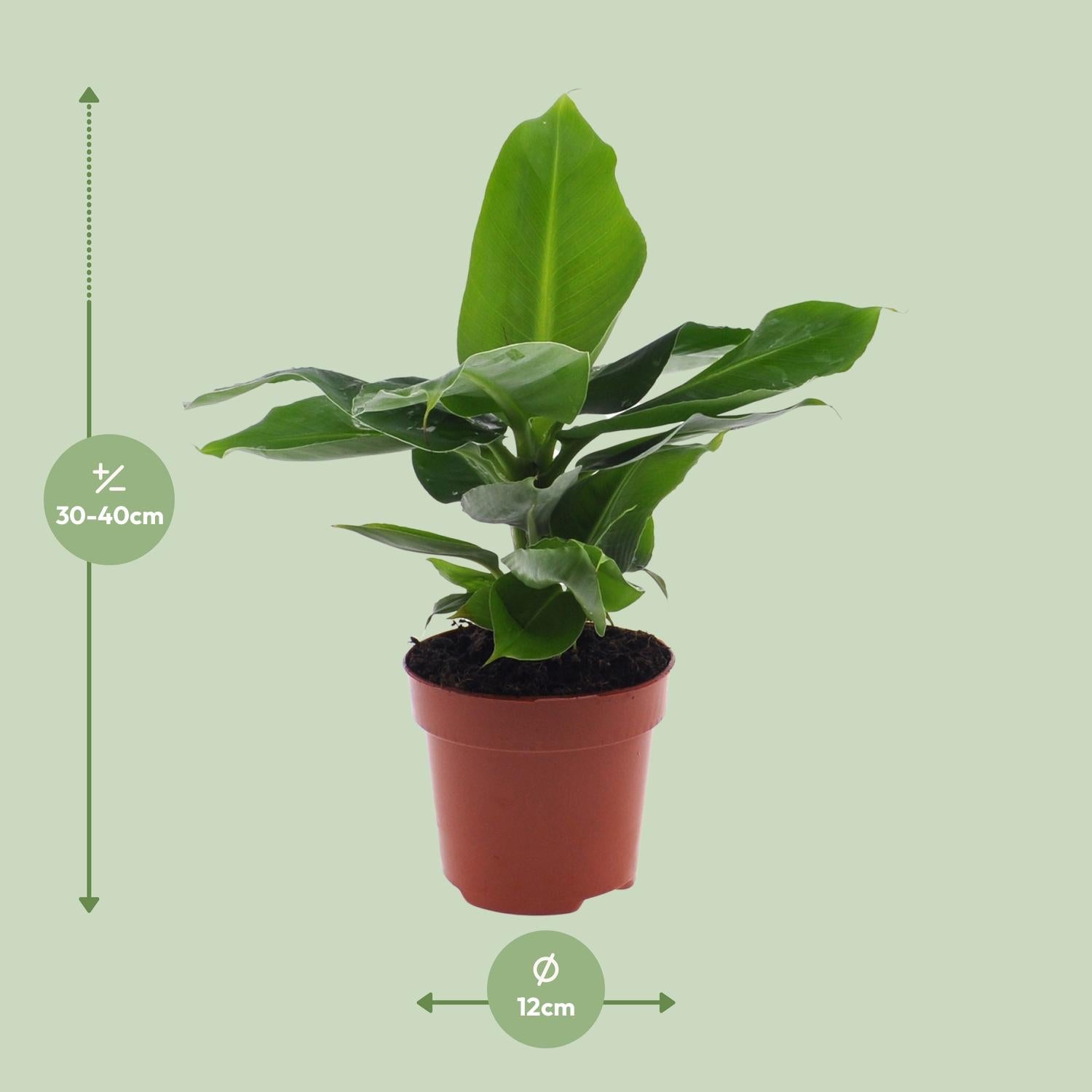 Musa Oriental Dwarf - Ø12cm - ↕25cm, groene kamerplant in een bruine plantenpot, hoogte 30-40cm.