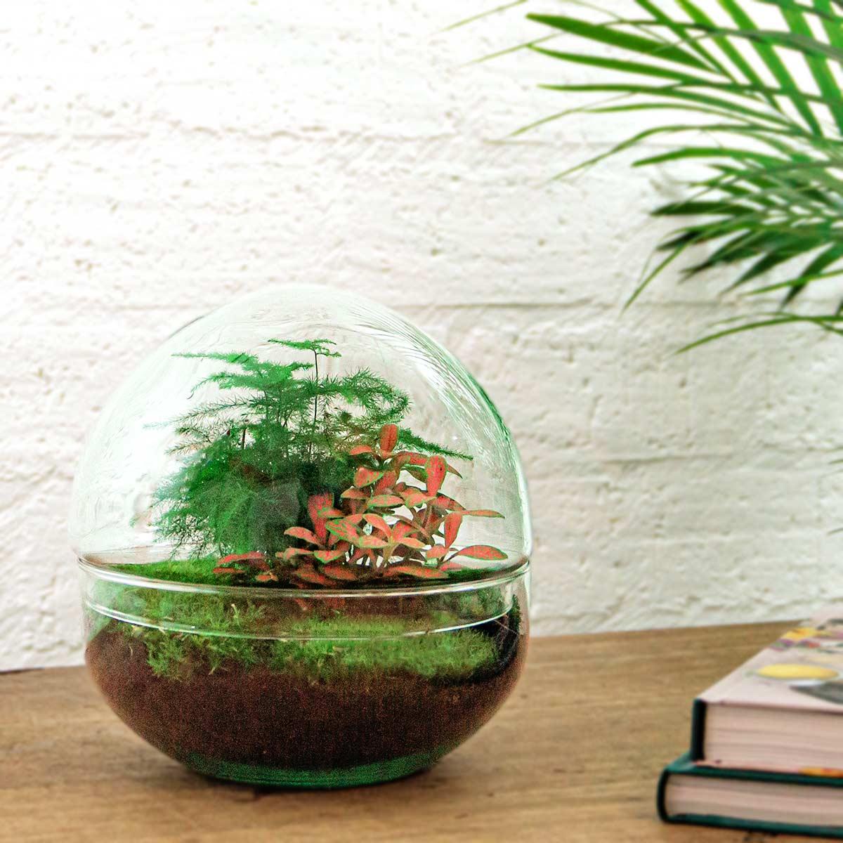 DIY terrarium - Dome Red - ↕ 20 cm - Normal, glass dome with green and red plants, moss, and soil on wooden table.