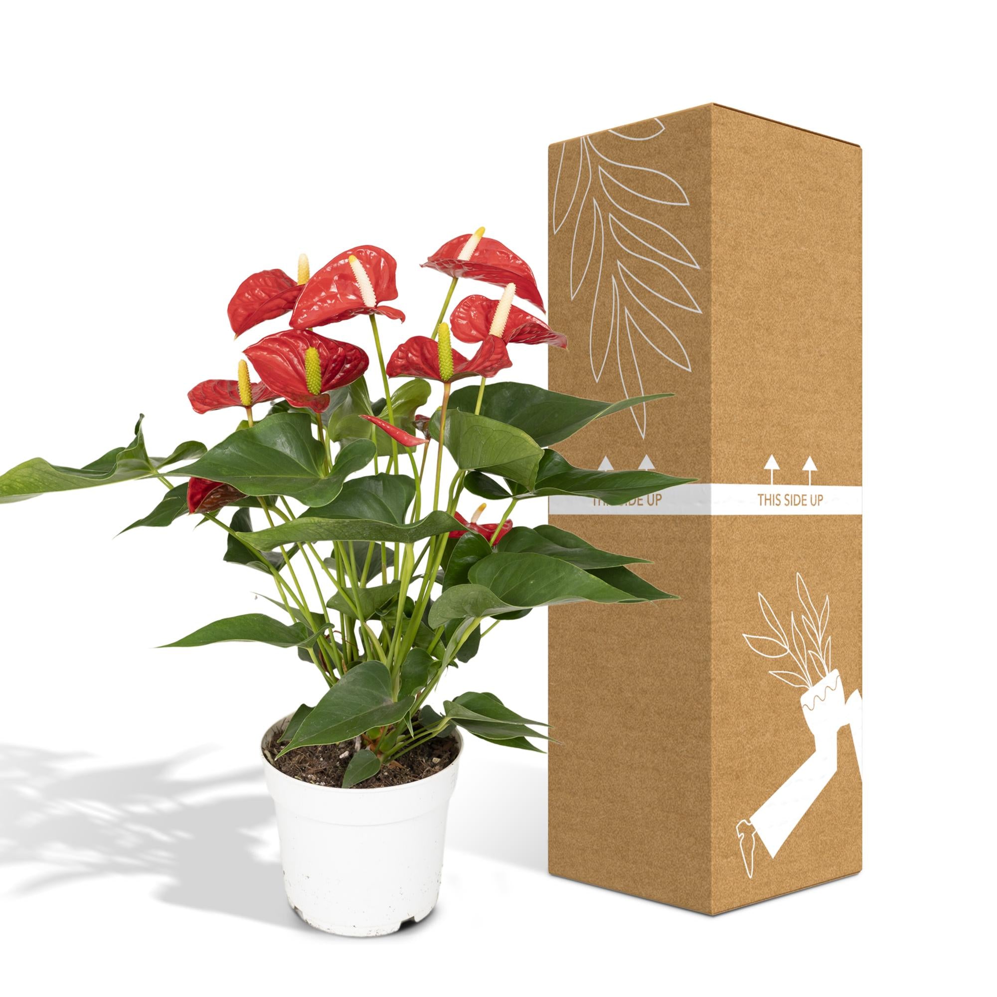 Anthurium Red - Ø17cm - ↕55cm in a white pot next to a cardboard box, displaying vibrant red flowers and green leaves.