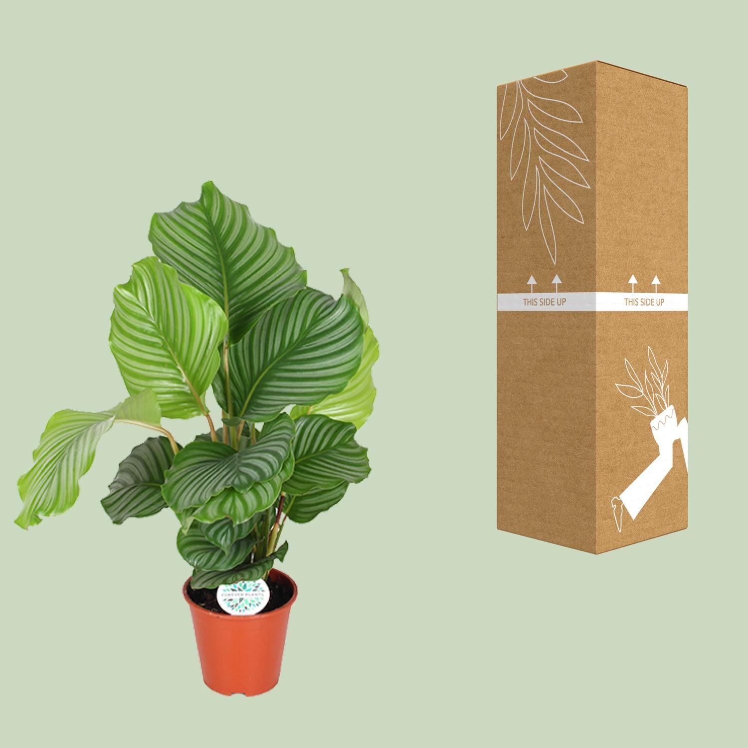 Calathea Orbifolia - Ø17cm - ↕60cm, groene kamerplant in een oranje pot met een geschenkdoos ernaast.