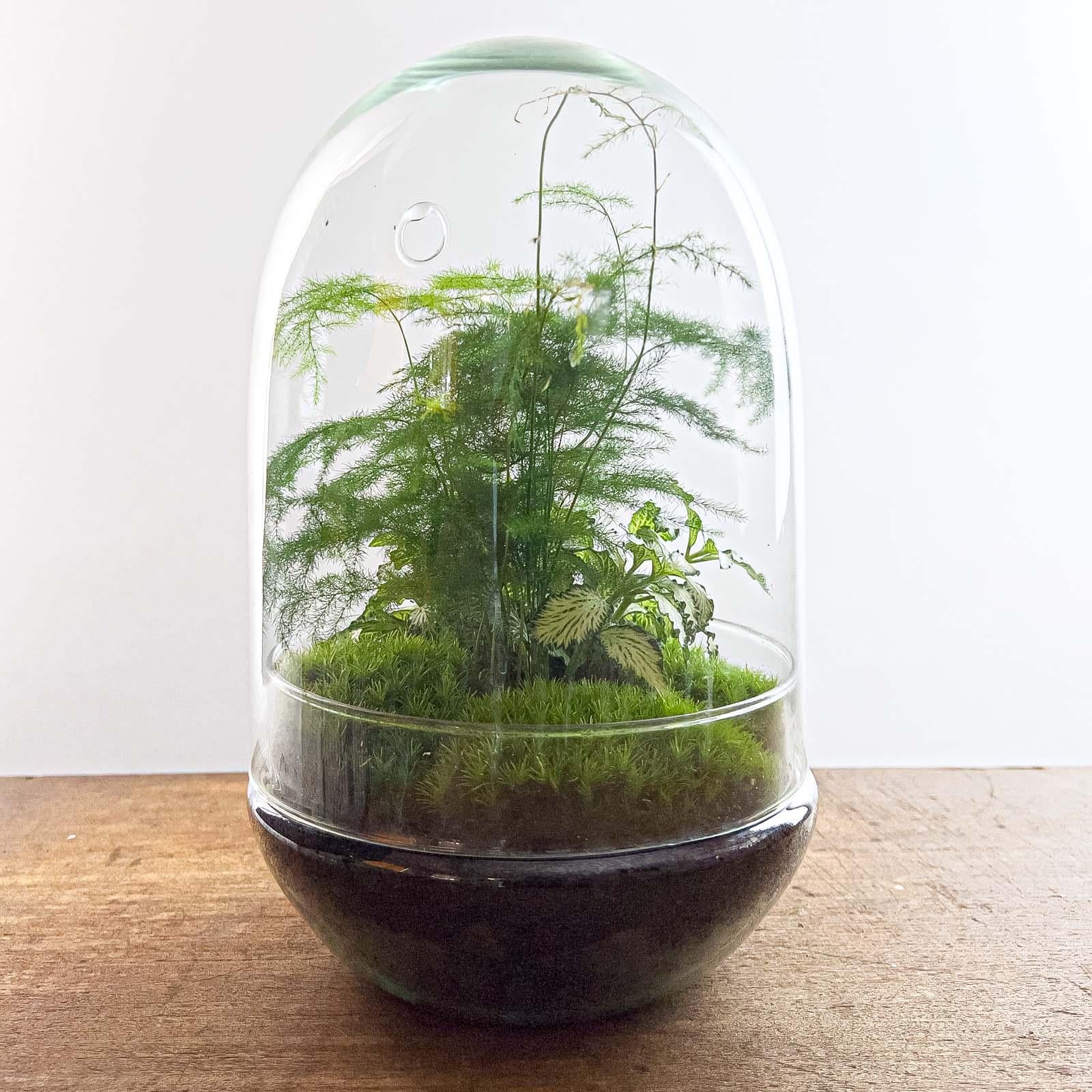 DIY terrarium - Egg XL - ↕ 30 cm with green plants and moss in a glass container, dimensions Ø 17 cm, displayed on a wooden surface.