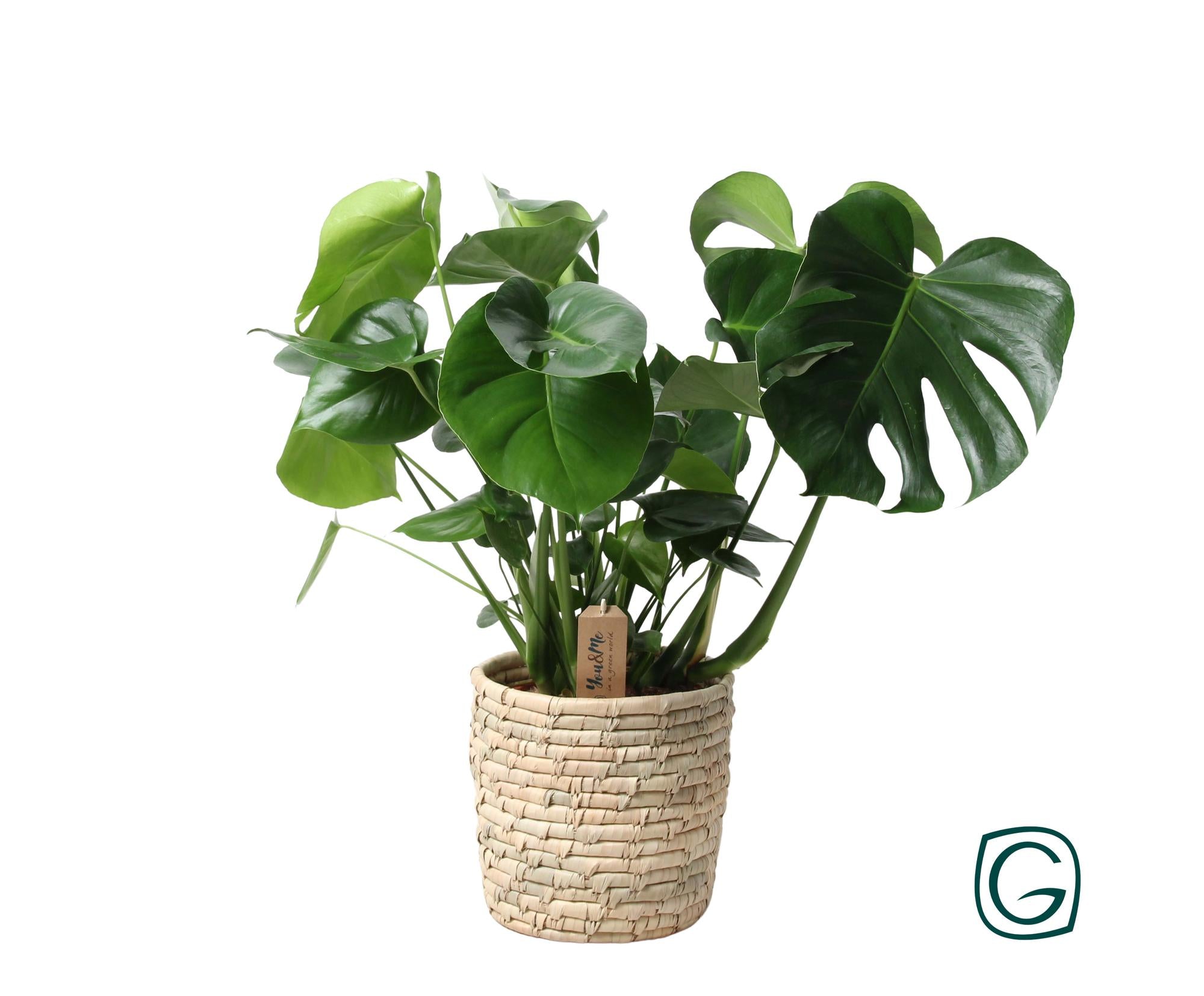 Monstera In Basket Palmleaf - Ø21cm - ↕60cm met groene bladeren in een natuurlijke mand, geschikt als kamerplant of terrarium.