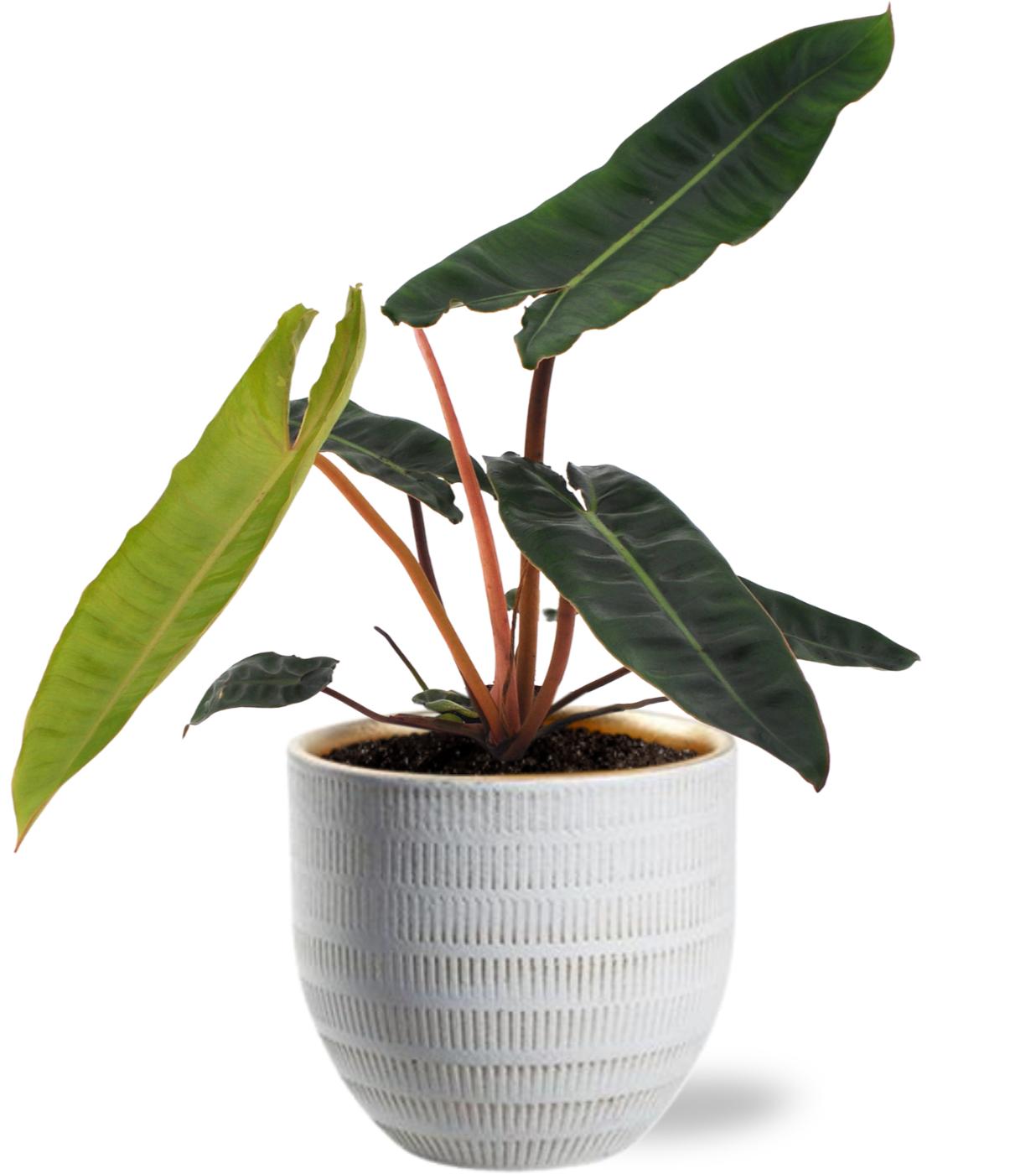 Philodendron Billietiae - Ø12cm - ↕25cm + Beau Pot D14x13cm - White in a white textured pot, displaying large green leaves.