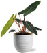 Philodendron