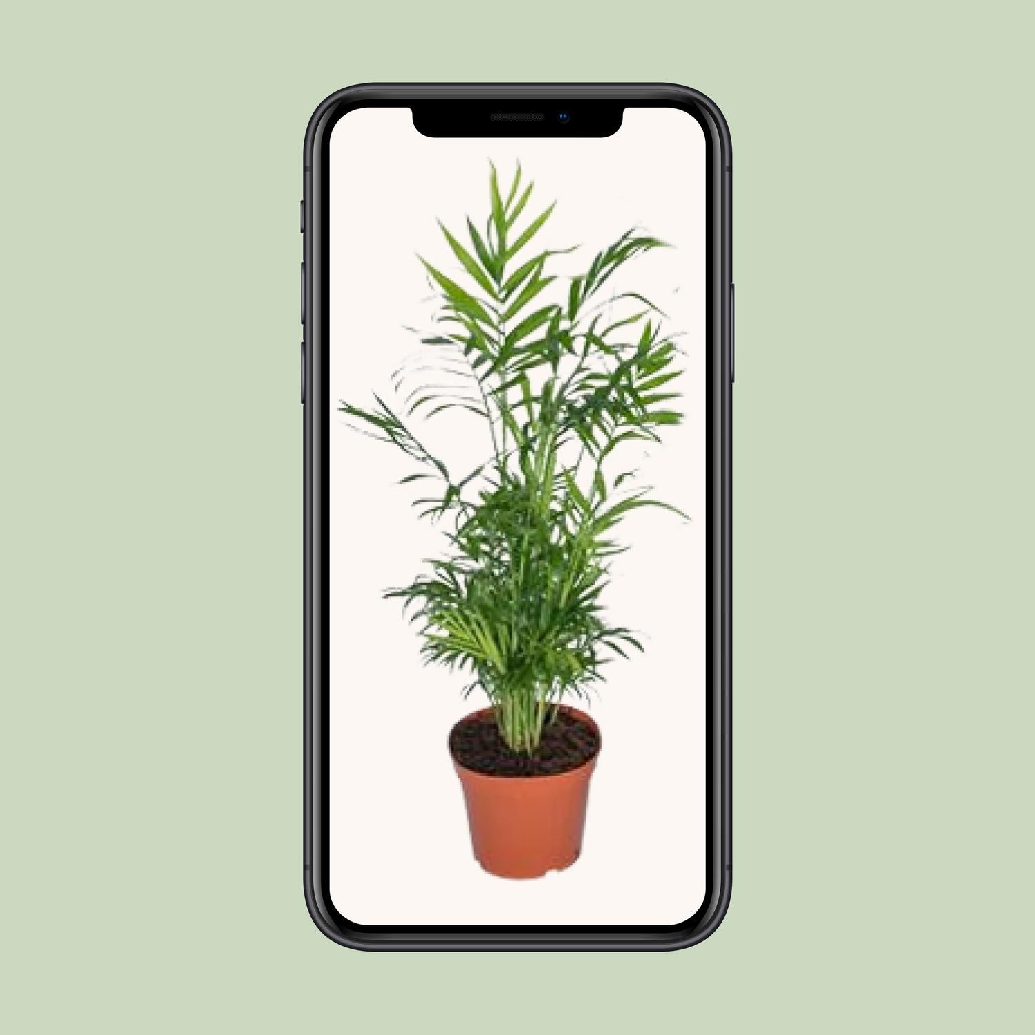 Chamaedorea Elegans - Mexican Mountain Palm - Ø17cm - ↕55cm in a terracotta pot, displayed on a phone, green background.