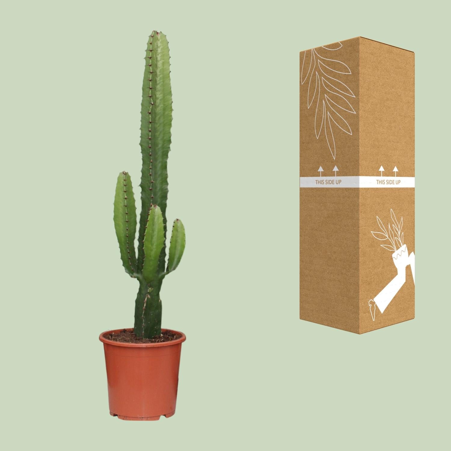 Euphorbia Acrurensis - Ø17cm - ↕50cm in a brown terracotta pot, surrounded by a light green background.