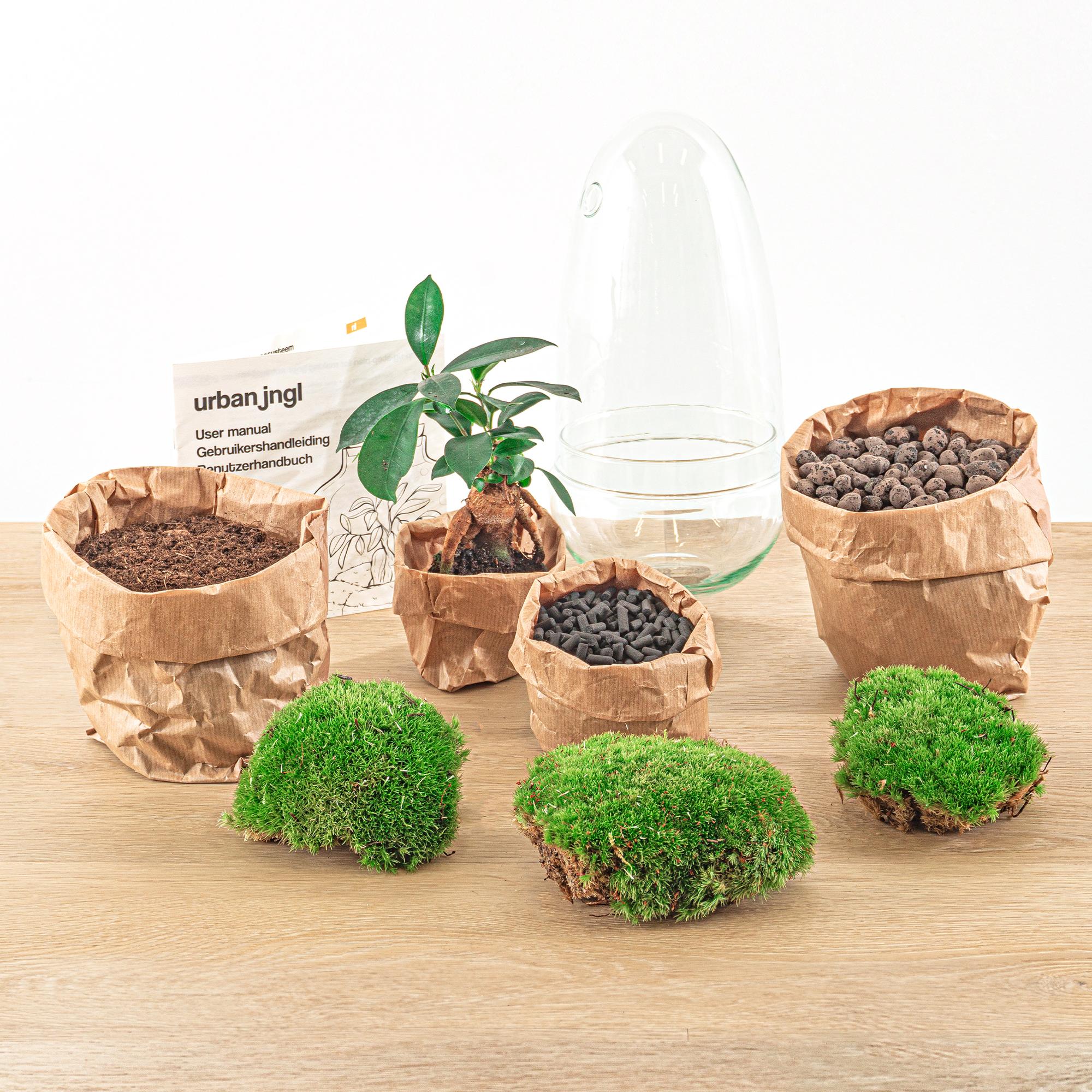 DIY terrarium - Egg Bonsai - ↕ 25 cm with soil, clay balls, and moss in paper pots, green plant, glass container, natural setting.