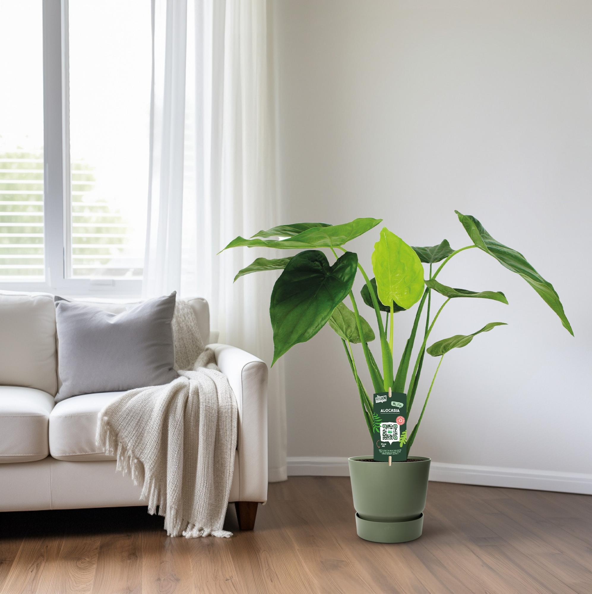 Alocasia Cucullata - Elephant ear - Ø19cm - ↕55cm, groene kamerplant in een groene plantenpot naast een bank.