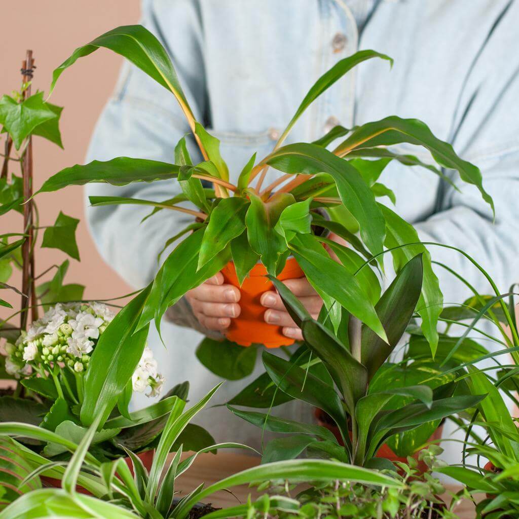 Green Misfitbox (12 pieces) - incl. 12 x basket Sofia. Plant with green leaves in orange pot, surrounded by other houseplants.