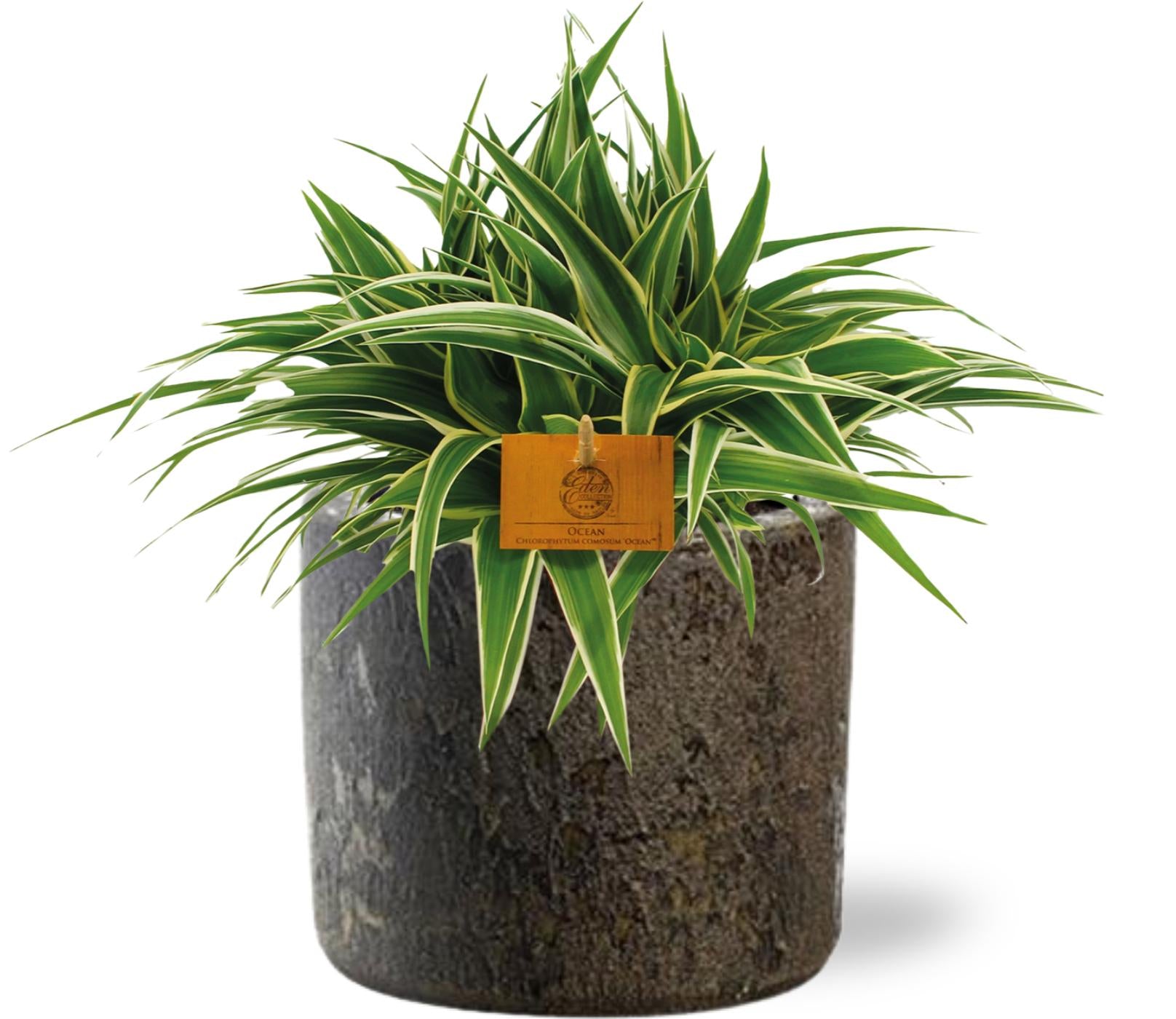 Chlorophytum Ocean - Ø15cm - ↕25cm + Maas Pot D16x14cm - Brown in a dark pot, with vibrant green leaves, ideal for terrarium.