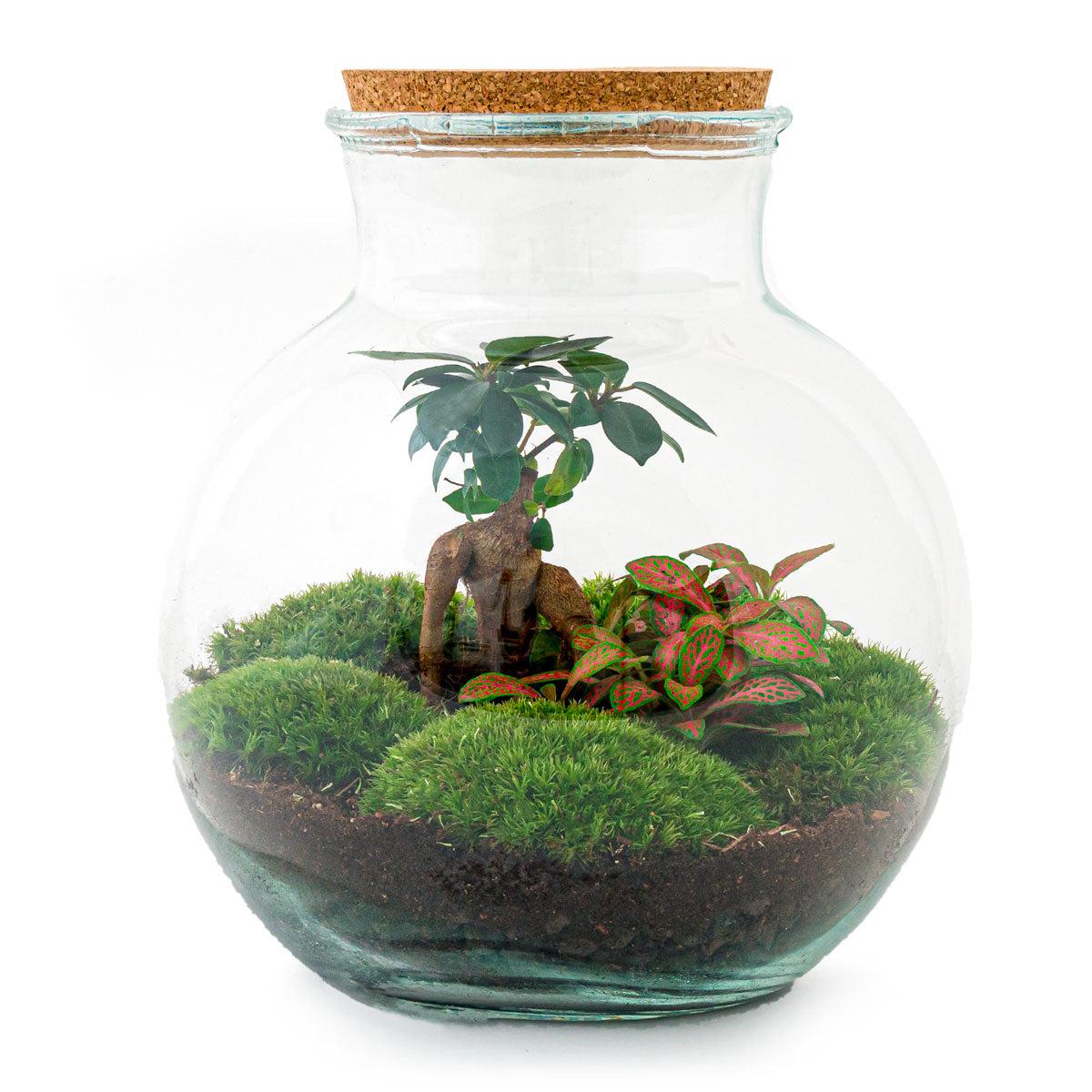 DIY terrarium - Teddy bonsai - ↕ 26,5 cm - Normal with green plants, cork top, and moss, in round glass container.