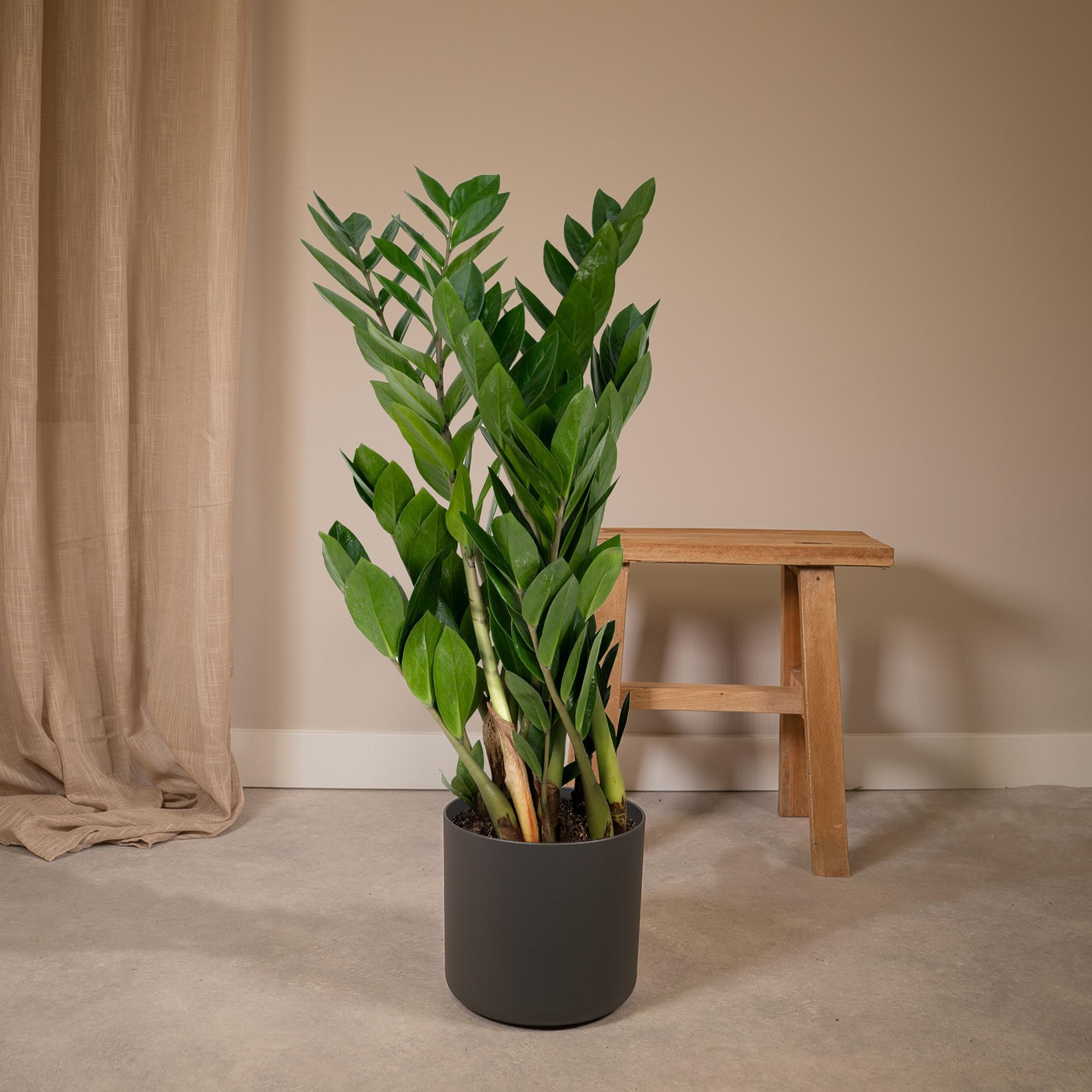 Zamioculcas Zamiifolia - Ø17cm - ↕70cm in a dark planter, surrounded by a neutral backdrop and wooden stool.