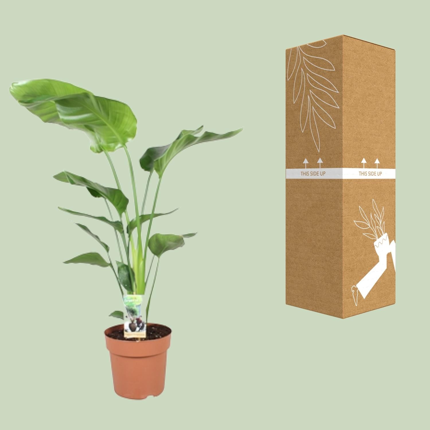 Strelitzia Nicolai - Ø21cm - ↕90cm in terracotta pot, indoor green plant next to brown cardboard packaging.