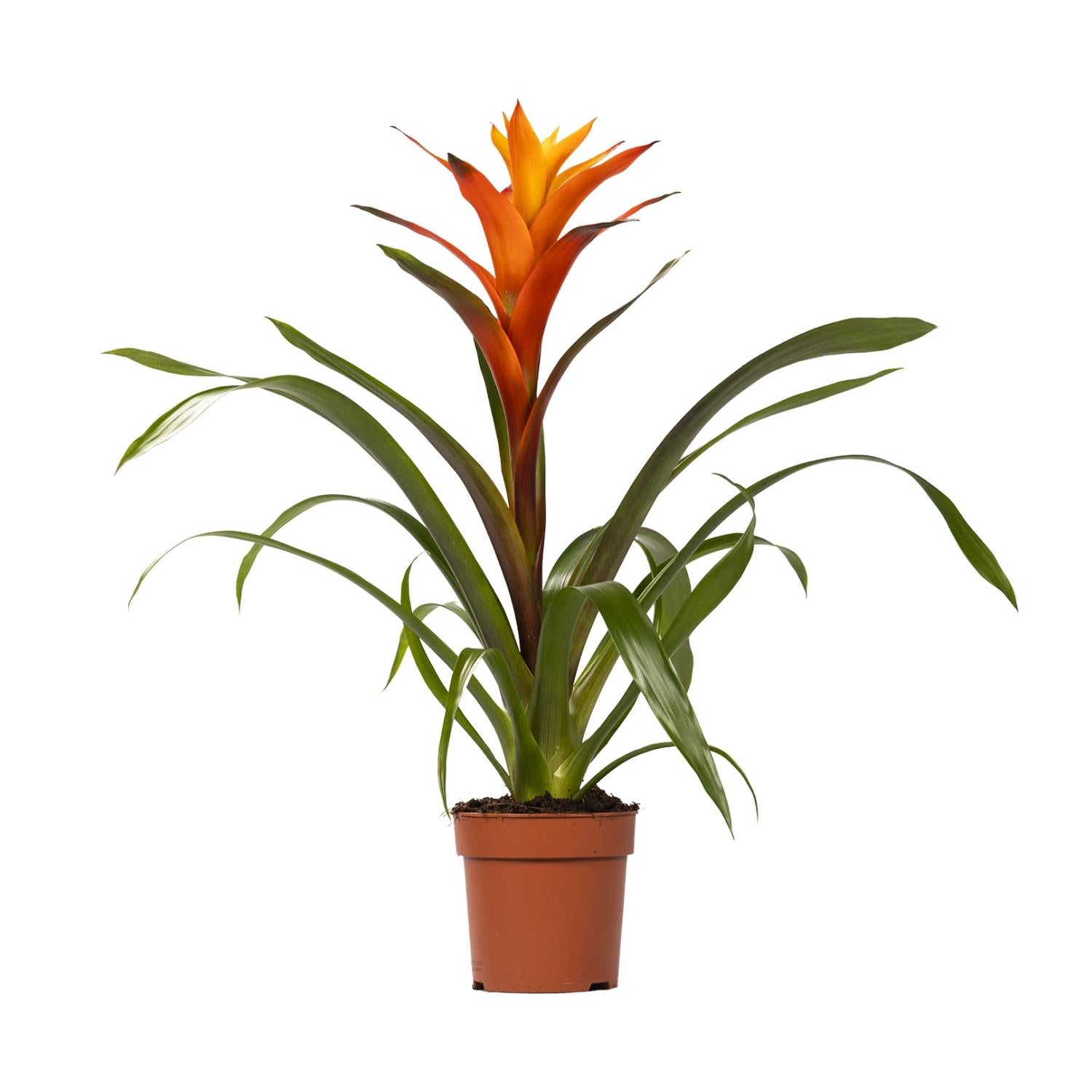 Guzmania Variada - Ø12 ↕50 in een bruine plantenpot, met groene bladeren en oranje bloemen, ideaal voor binnenshuis.