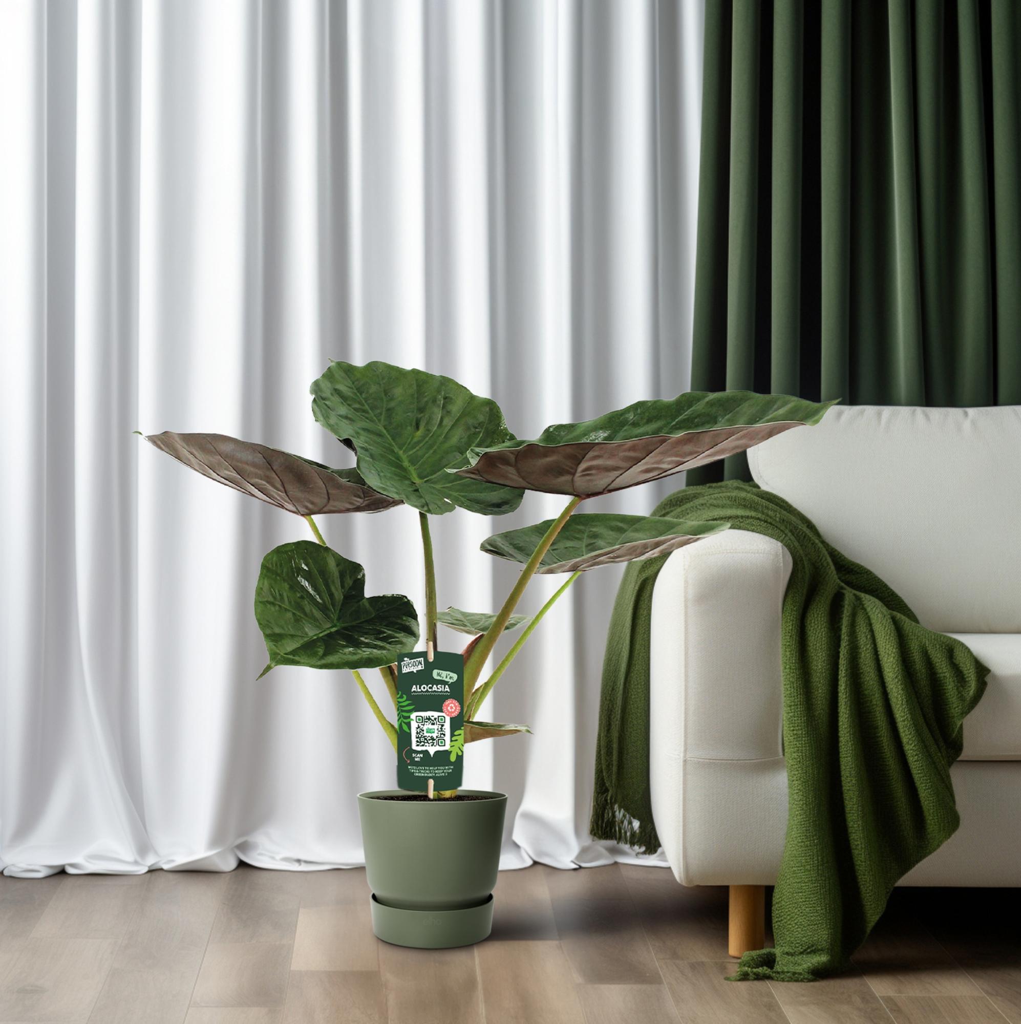 Alocasia Wentii - Elephant ear - Ø19cm - ↕70cm in green pot near a couch with green blanket and curtains.