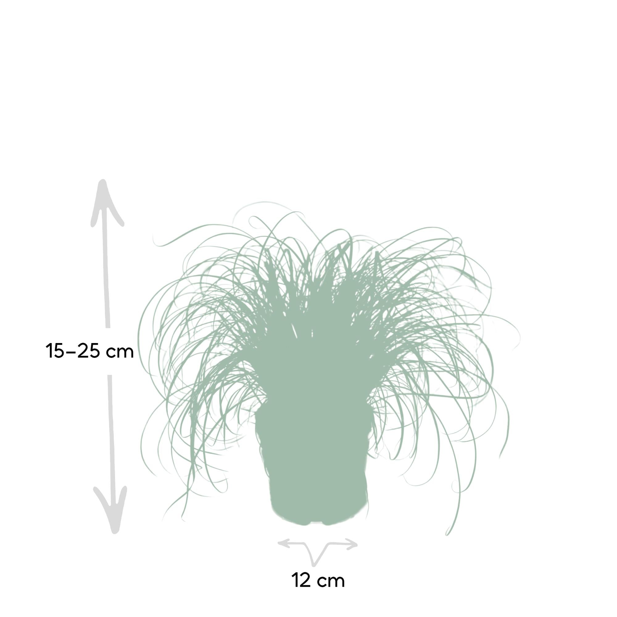 Cyperus Alternifolius - Cat grass - Ø12cm - ↕20cm, groene plant in pot met afmetingen 12cm breed en 20cm hoog.