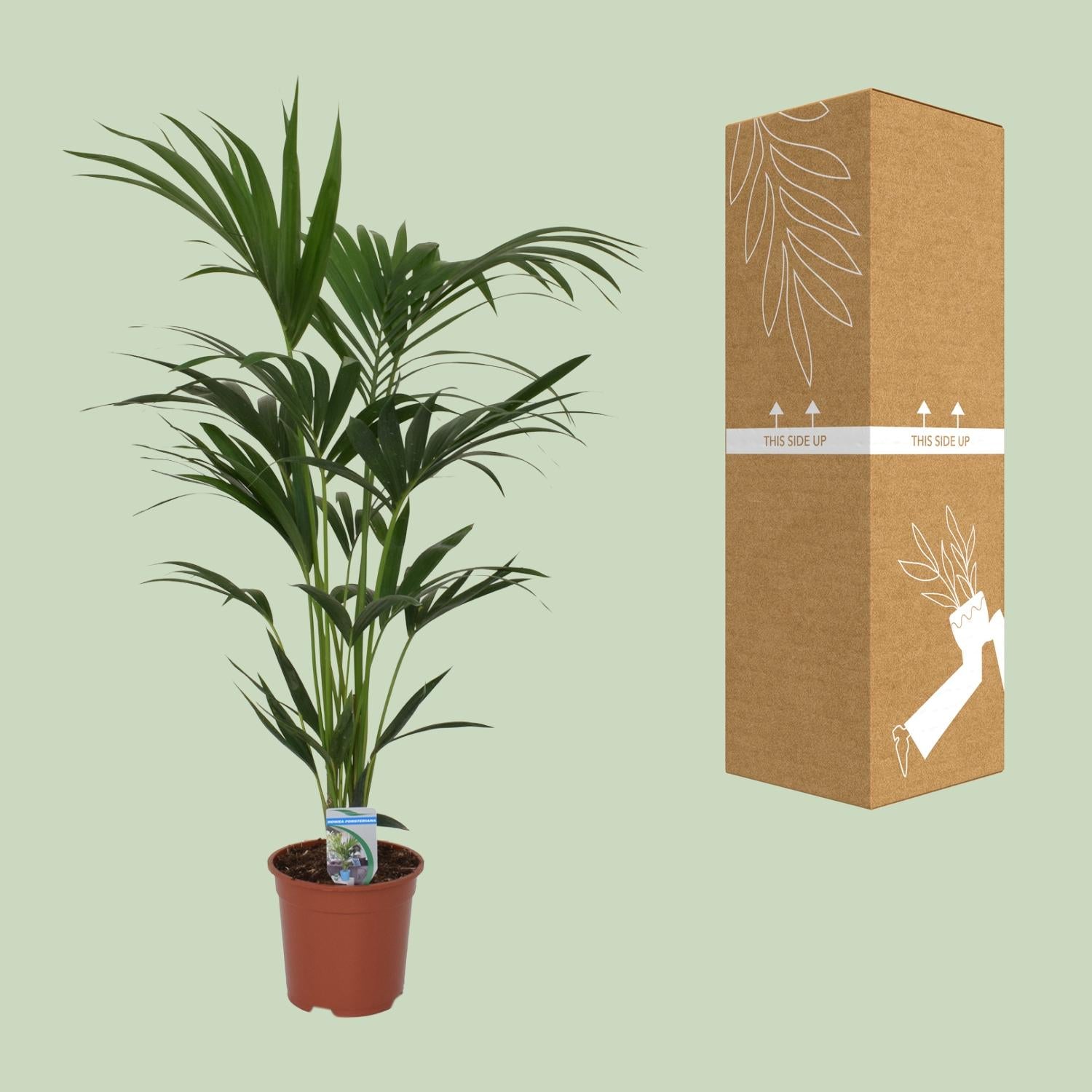 Howea forsteriana - Ø21cm - ↕120cm - Ø21 - ↨120cm, groene kamerplant in een bruine plantenpot, met verpakking ernaast.