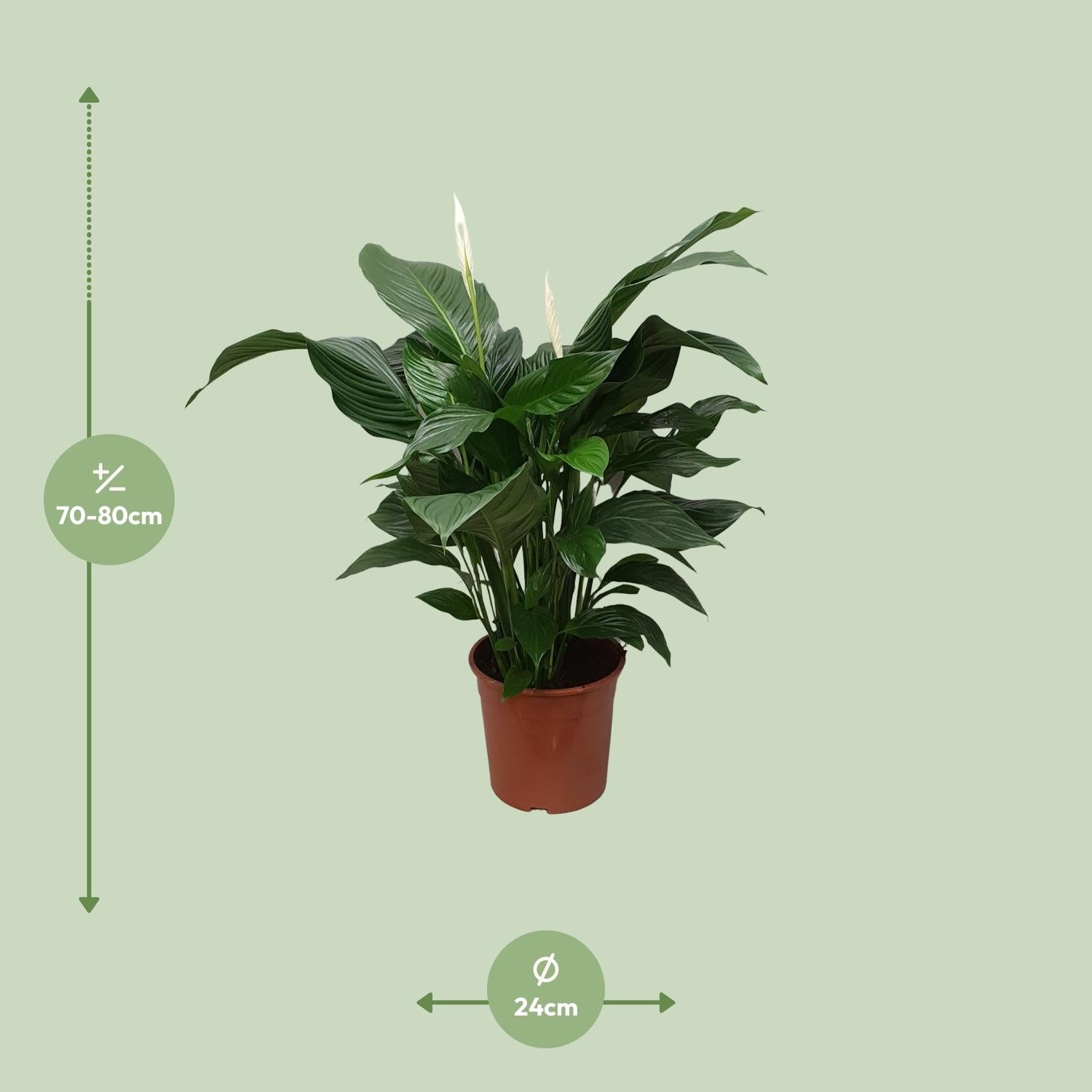 Spathiphyllum Sweet Silvana - Ø24cm - ↕80cm, groene kamerplant in een bruine pot, levendige bladeren en witte bloemen, achtergrond groen.