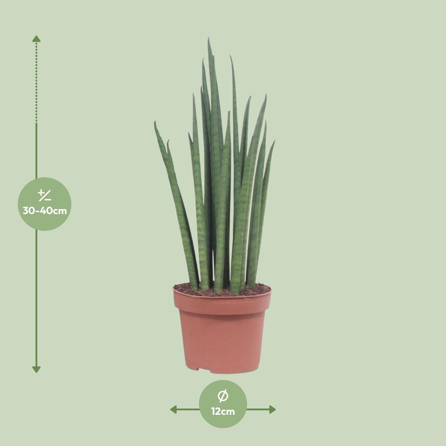 Sansevieria Mikado - Ø12cm - ↕40cm in terracotta plantenpot, groene kamerplant met lange, slanke bladeren op groene achtergrond.