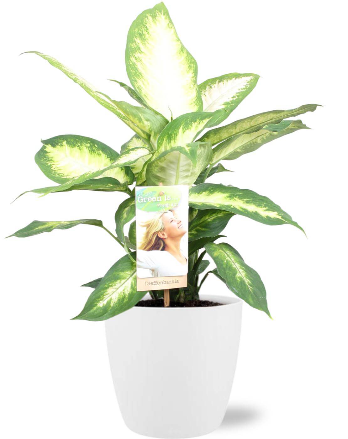 Dieffenbachia