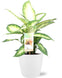 Dieffenbachia